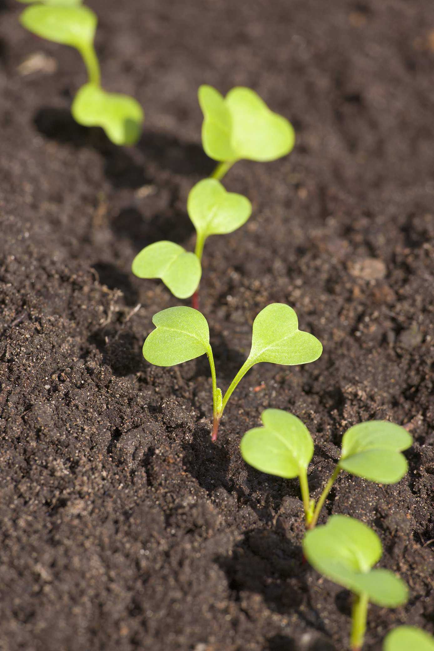 Radishes in How to grow radishes