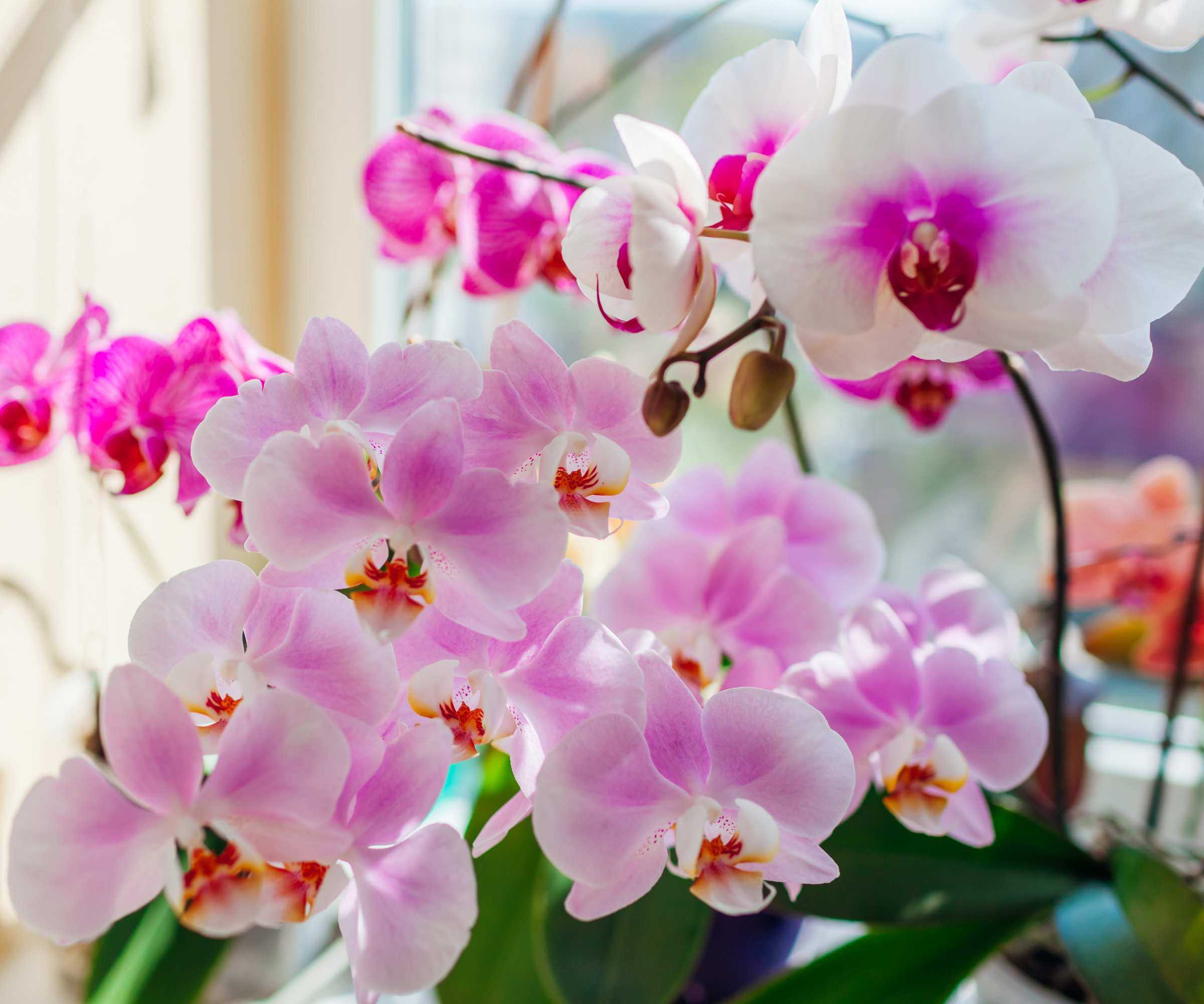 Moth orchids