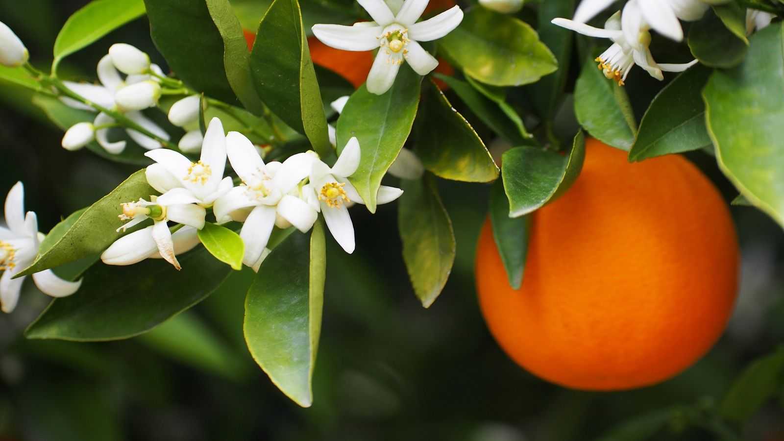 What Your Orange Tree Actually Needs In April – For Large Fruits And Glossy Leaves Guaranteed