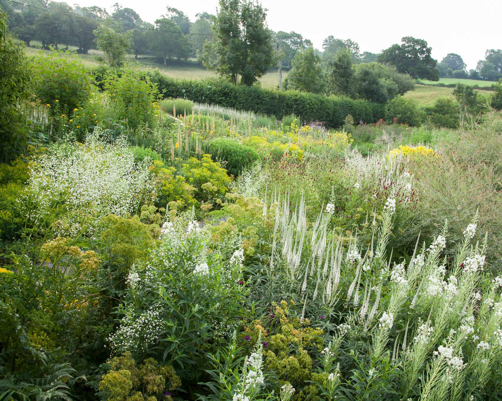 white garden flowers for a calming garden color scheme