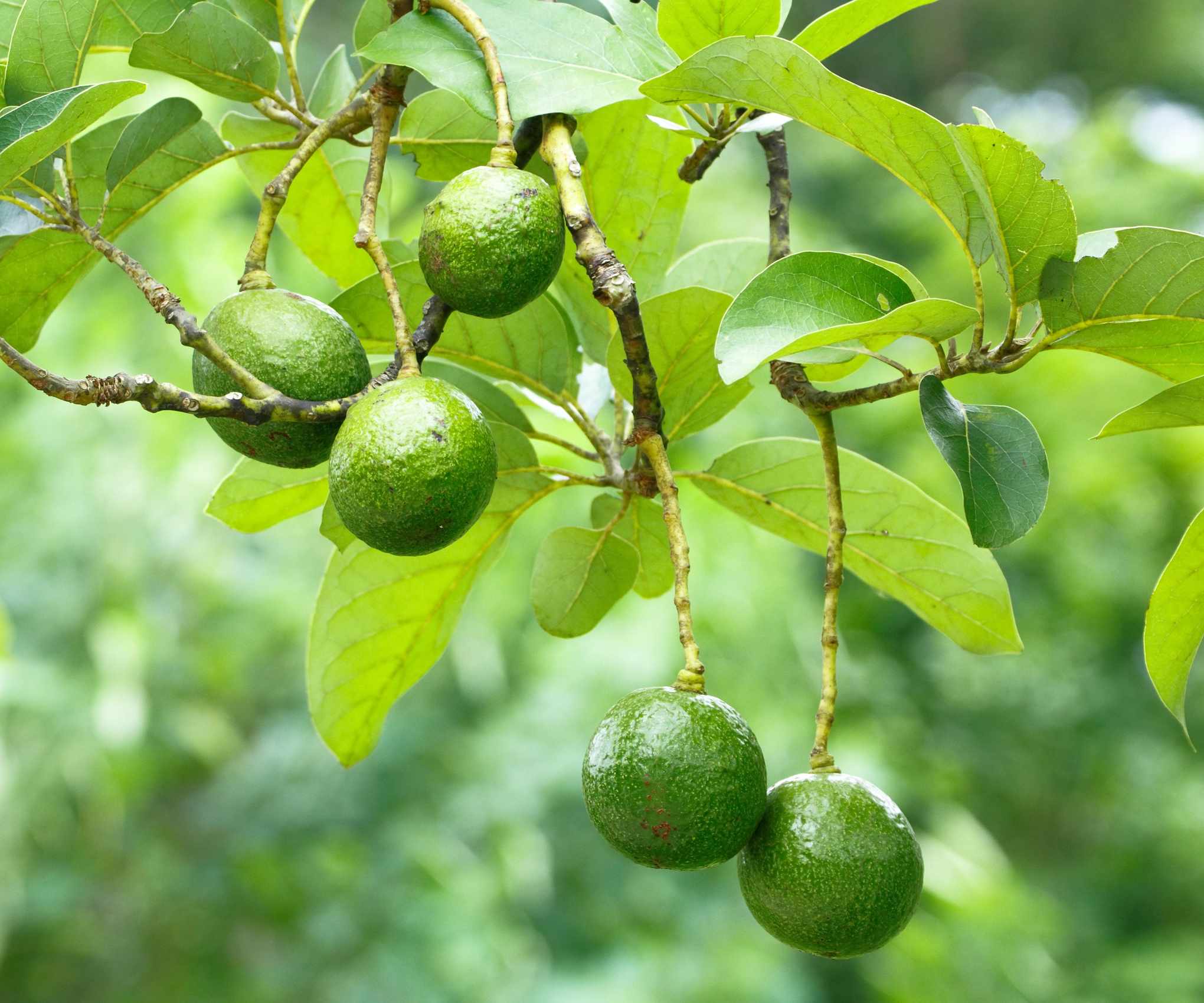Avocado fruits (Persea americana)