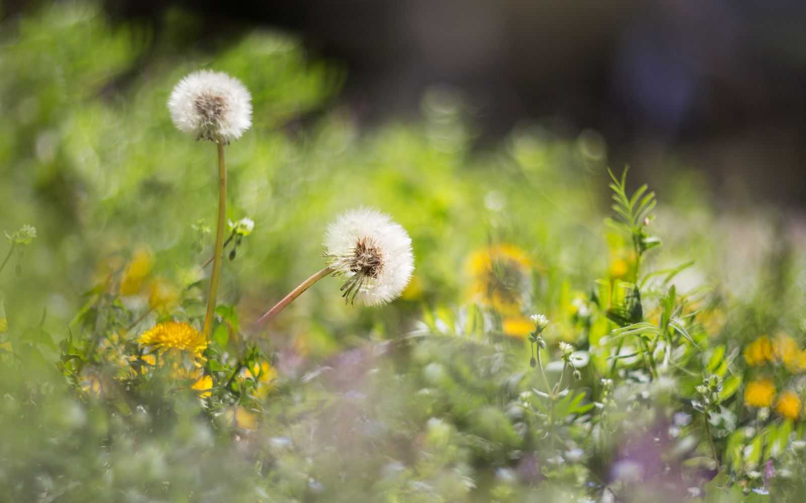 Using cardboard for weed control – the simple, effective way to manage your garden