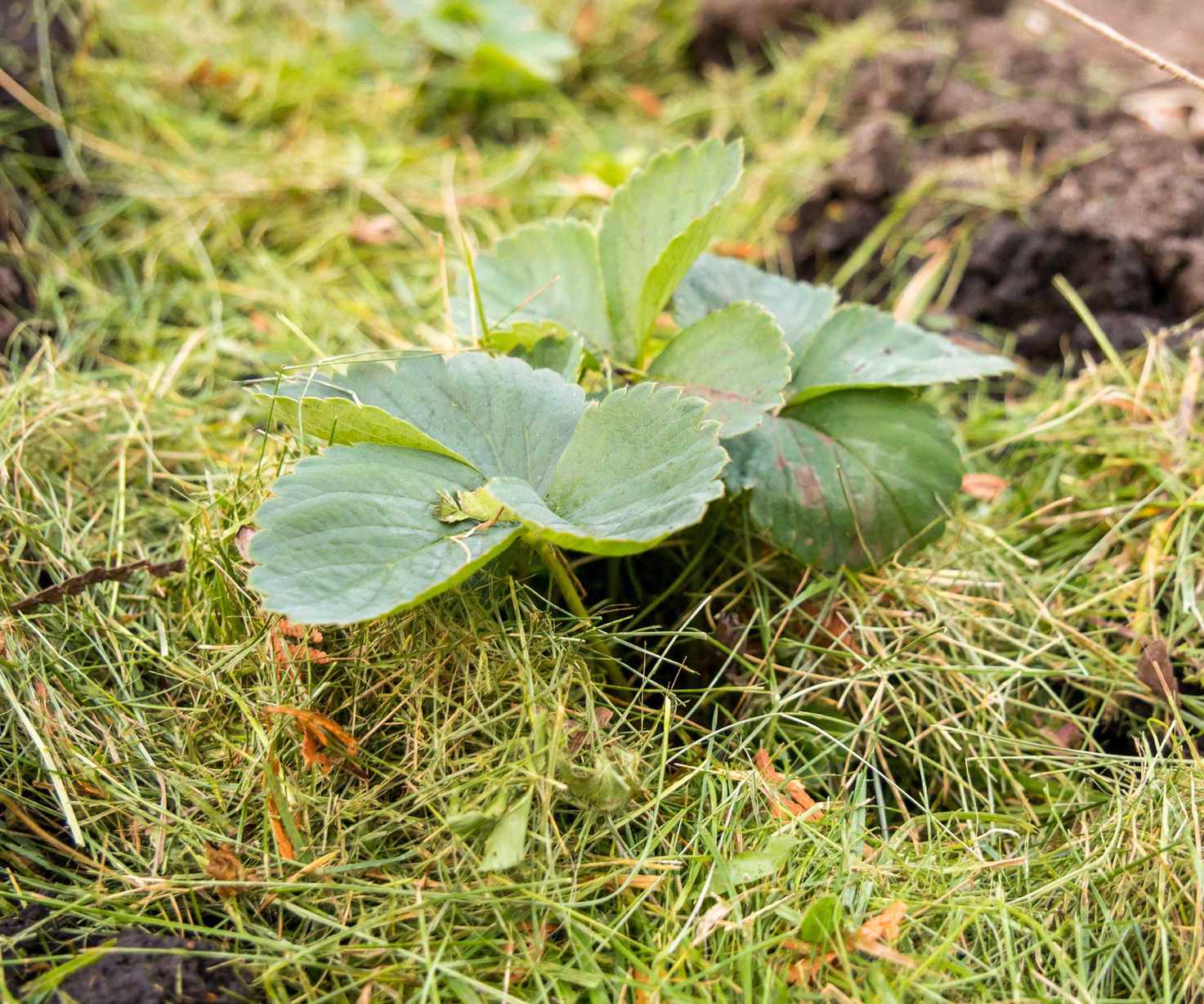 grass clippings as mulch
