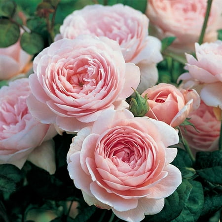 Heirloom Roses Pink Rose Bush - the Queen of Sweden&reg; David Austin Plant , Fragrant Live Plants for Outdoors , Own Root Bushes for Planting