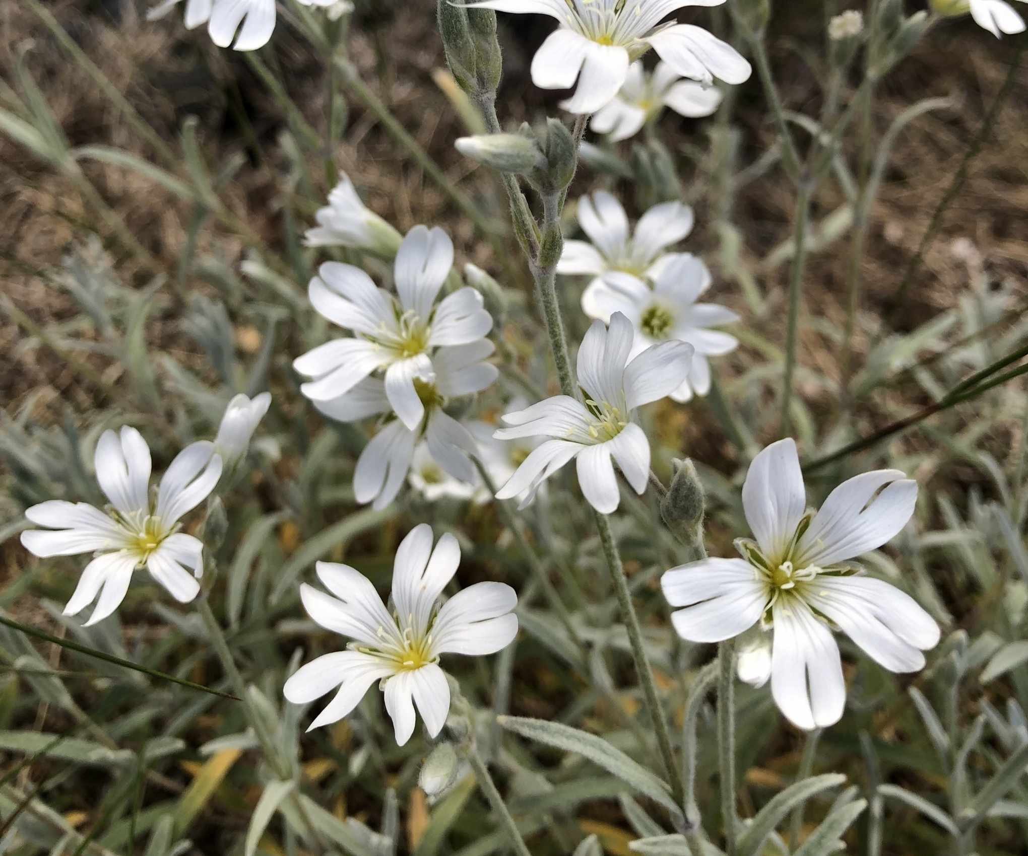 Snow-in-summer plant with silver foliage