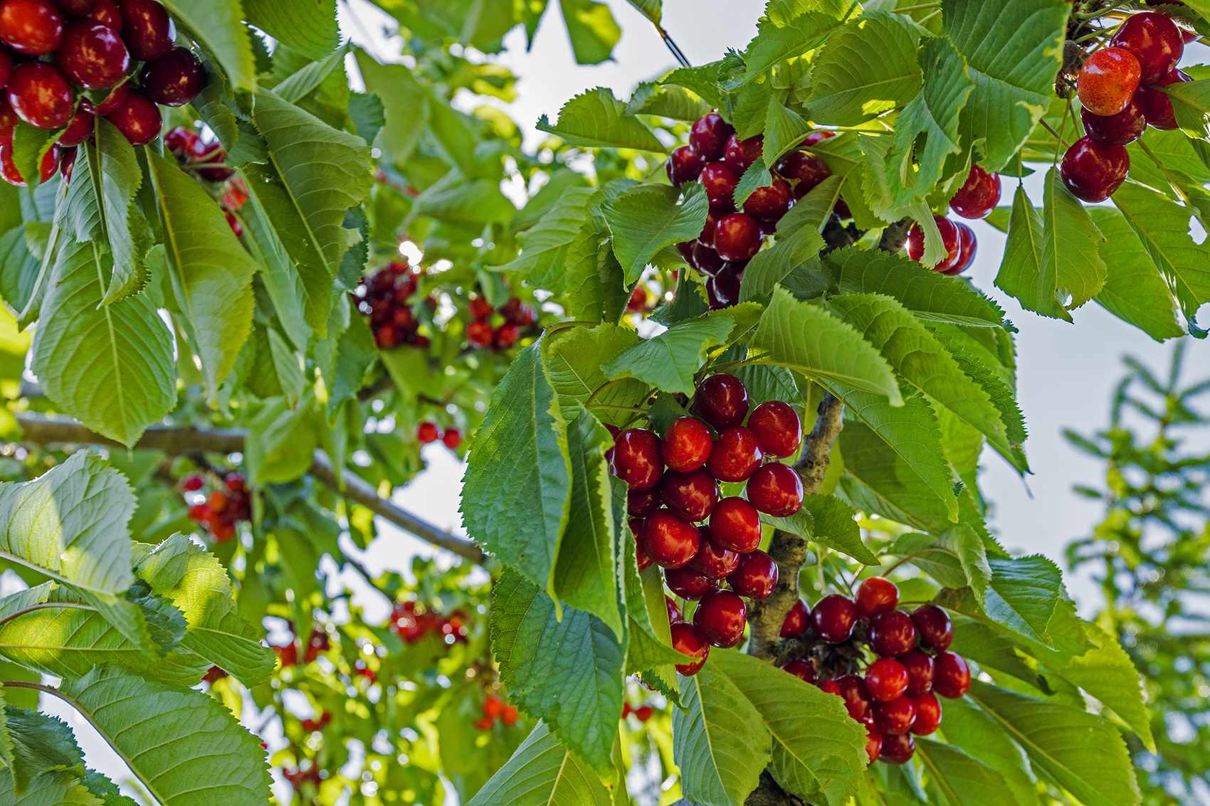 Red cherries on cherry tree