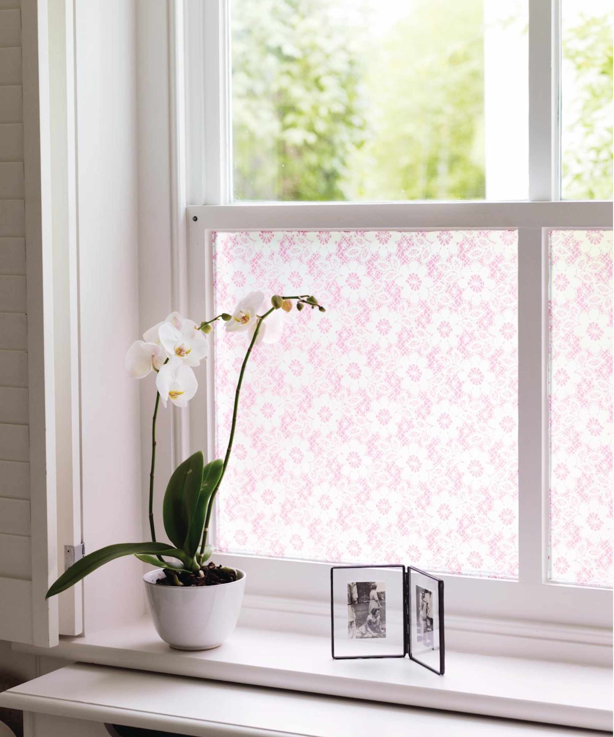 Orchid on windowsill