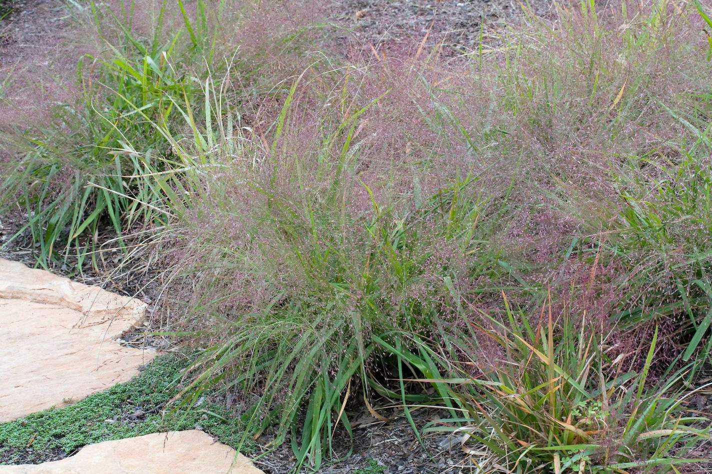 Purple love grass (Eragrostis spectabilis)