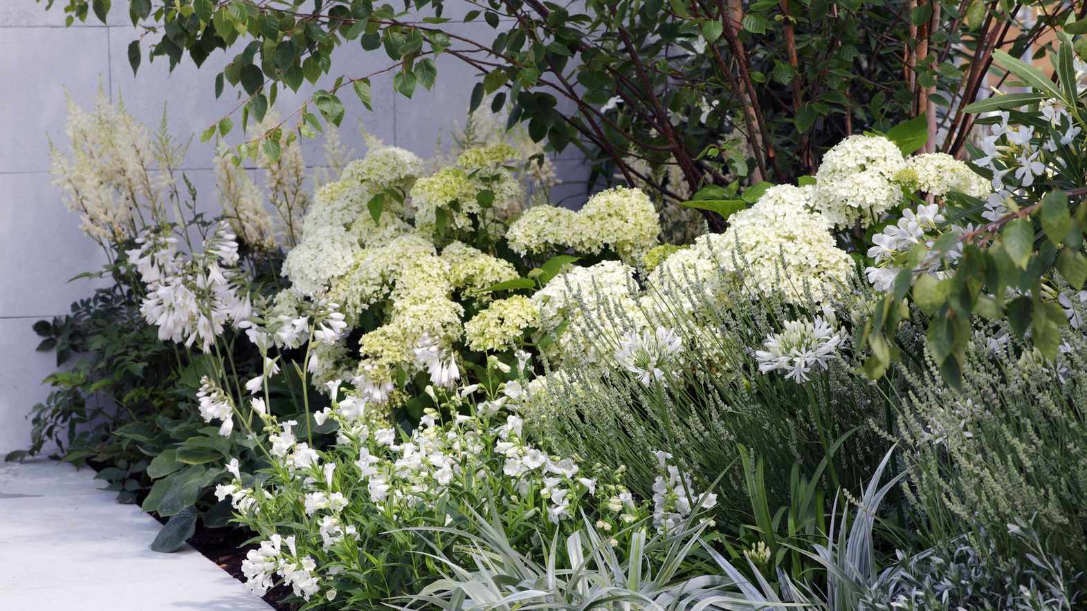 How to grow hydrangeas – when, where and how to plant and care for them