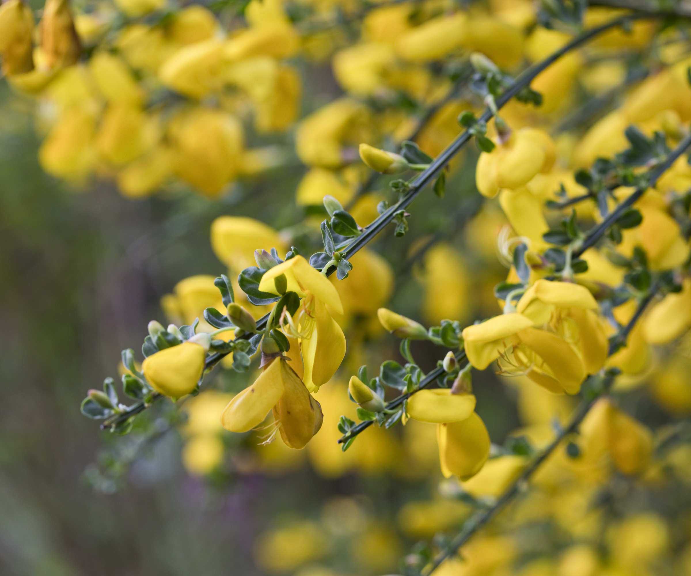 Yellow flowers of the Common Broom Cytisus scoparius