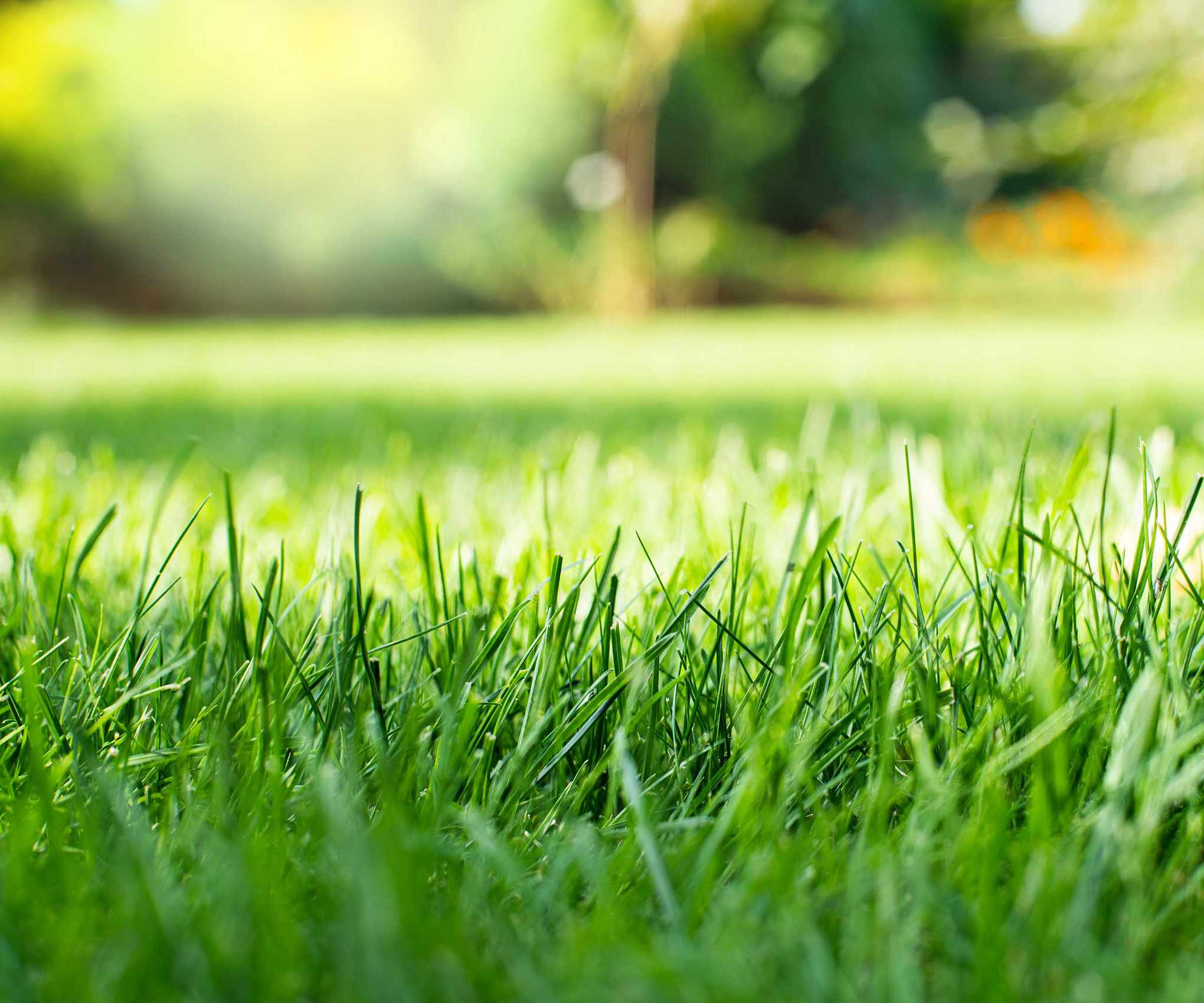 healthy cut grass close-up