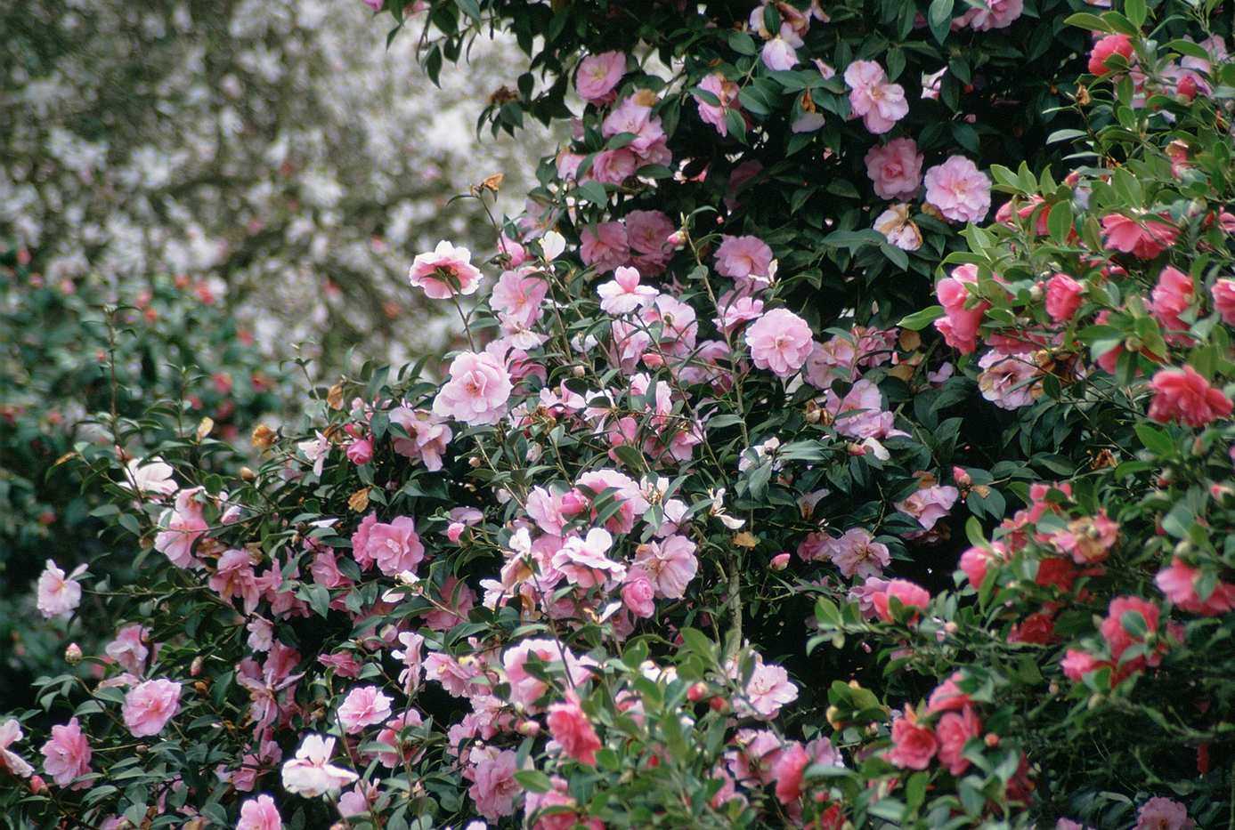 How to prune camellias – and when to prune for more blooms