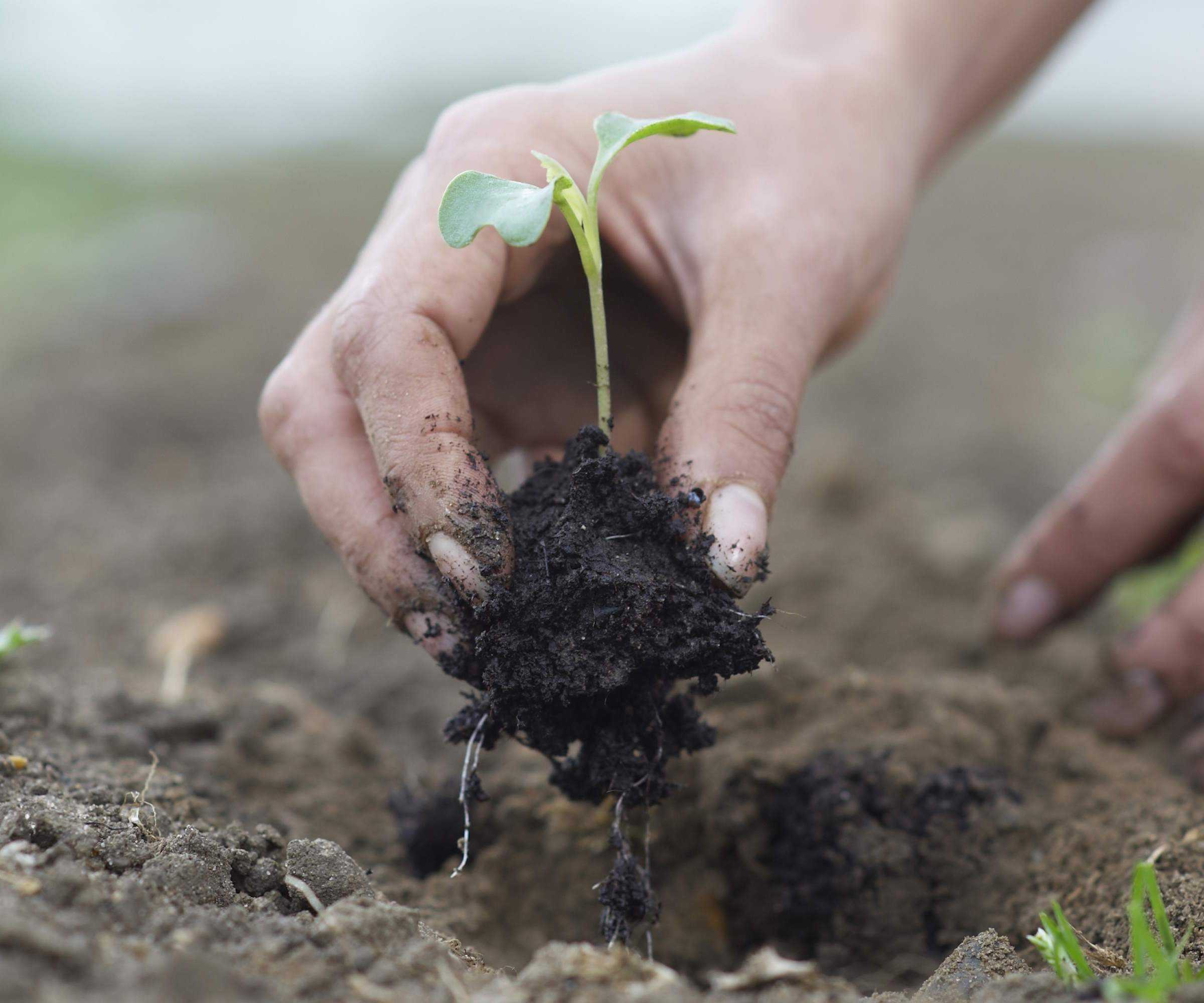 Planting a brassica seedlings into the garden