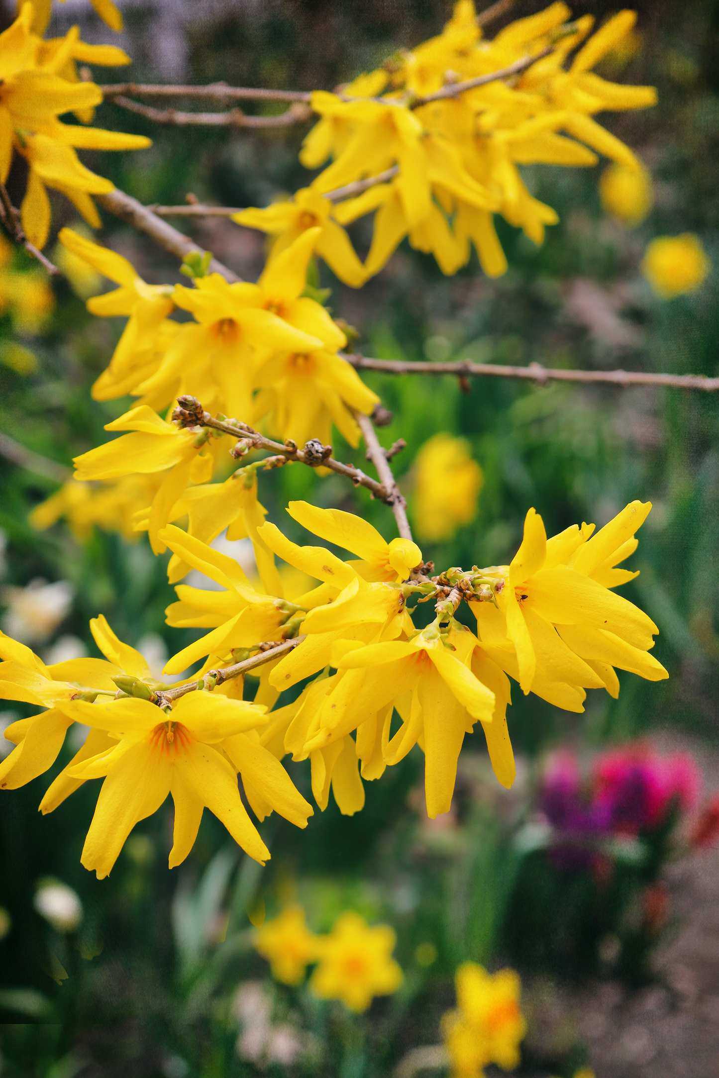 Forsythia shrub