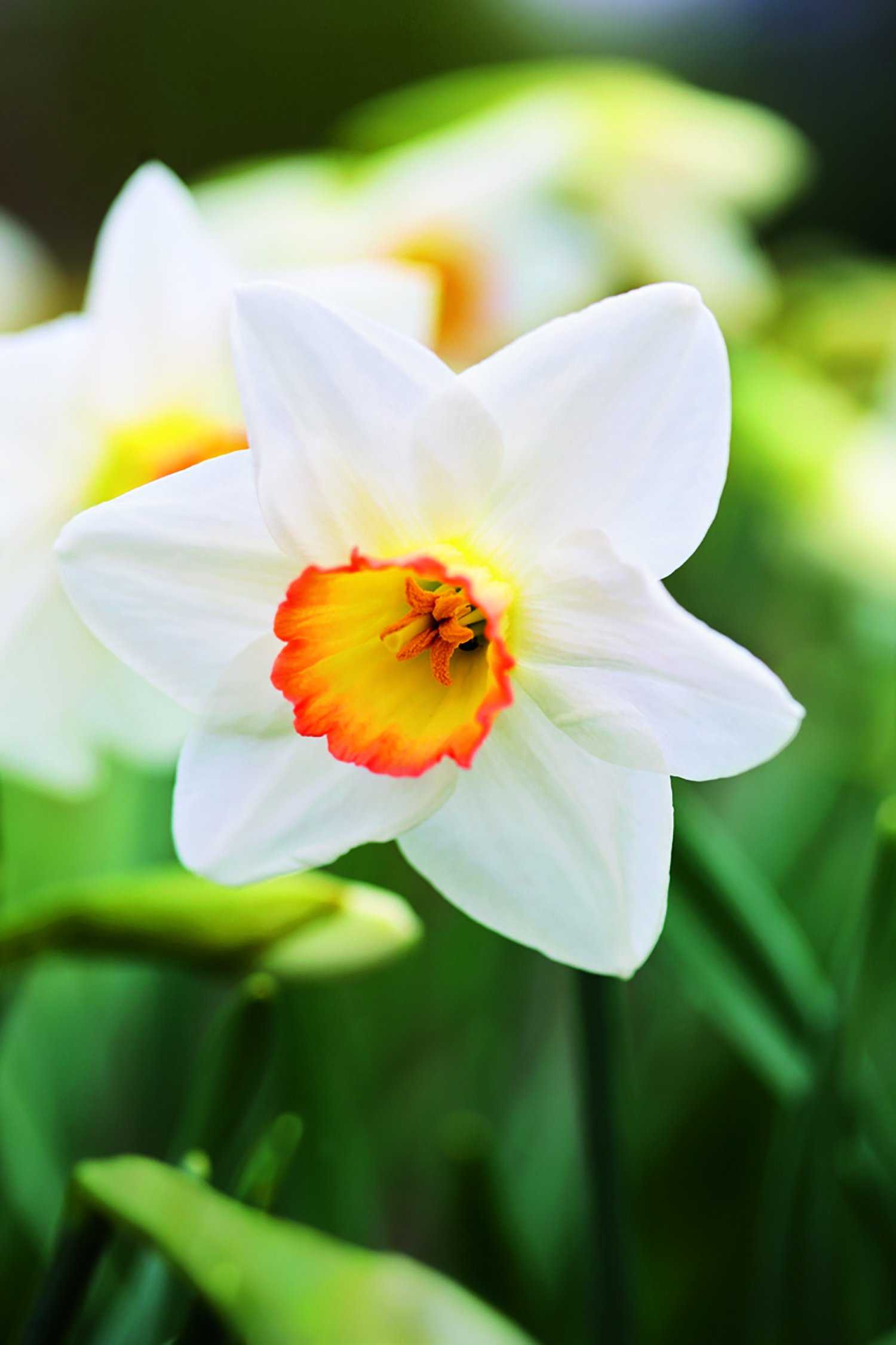Narcissus High Society spring flower