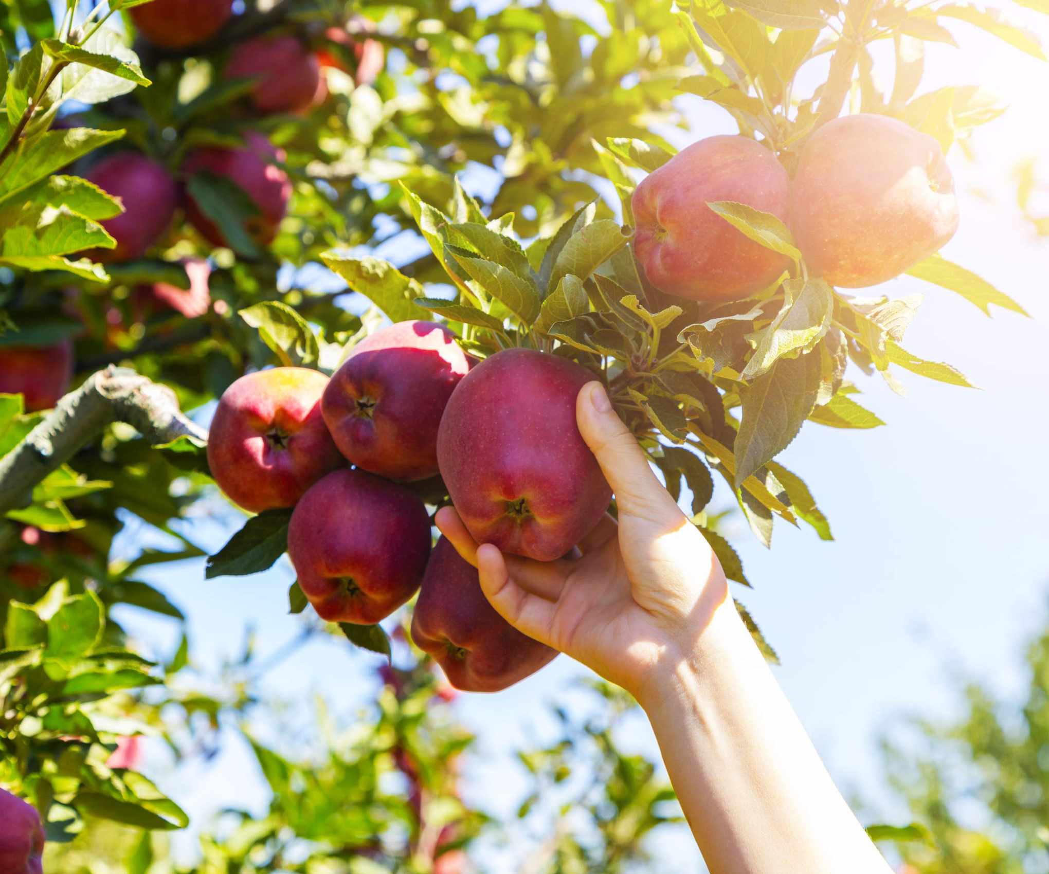 Harvesting apples from an apple tree in the sunshine