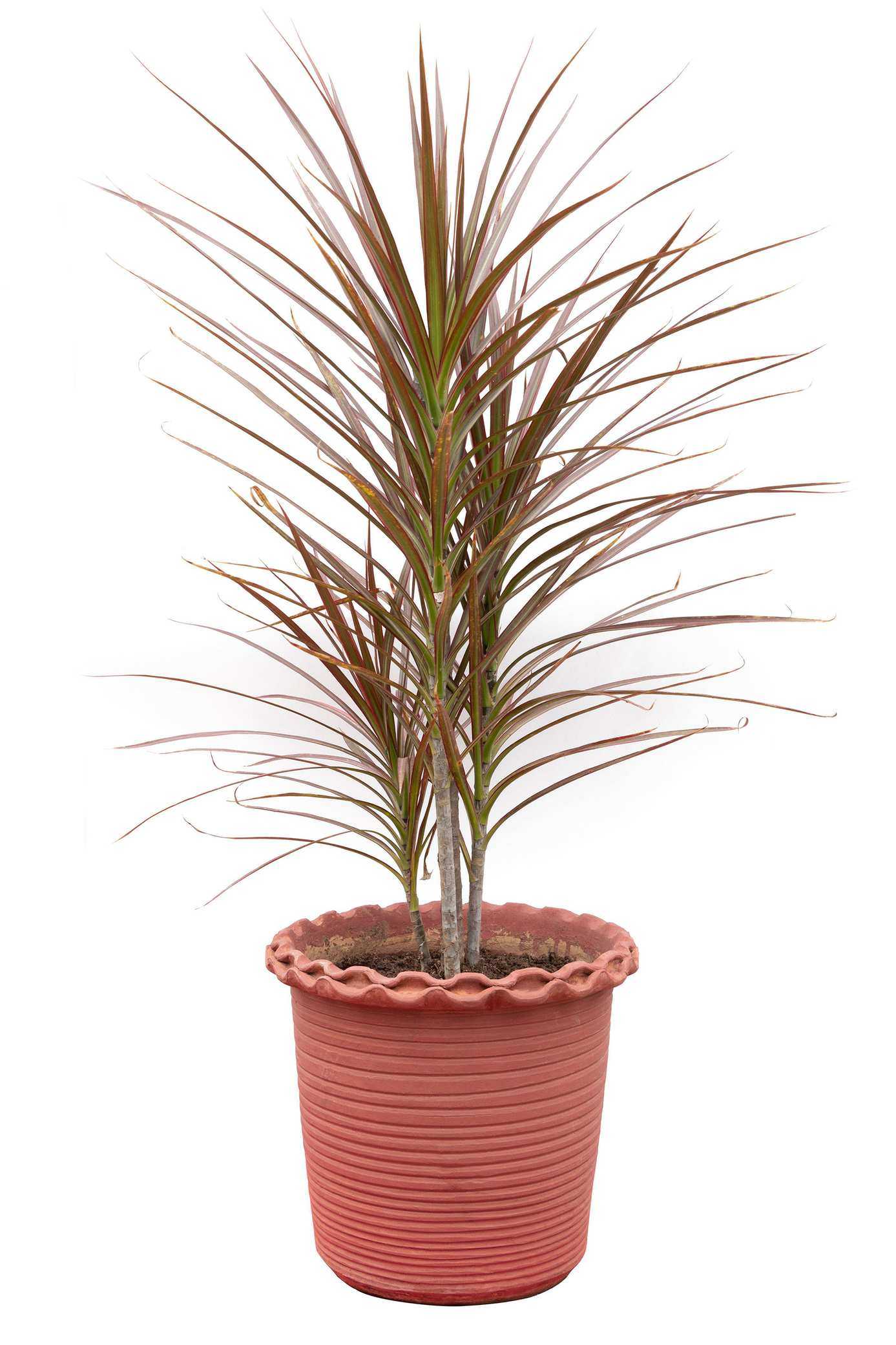 Dragon tree houseplant