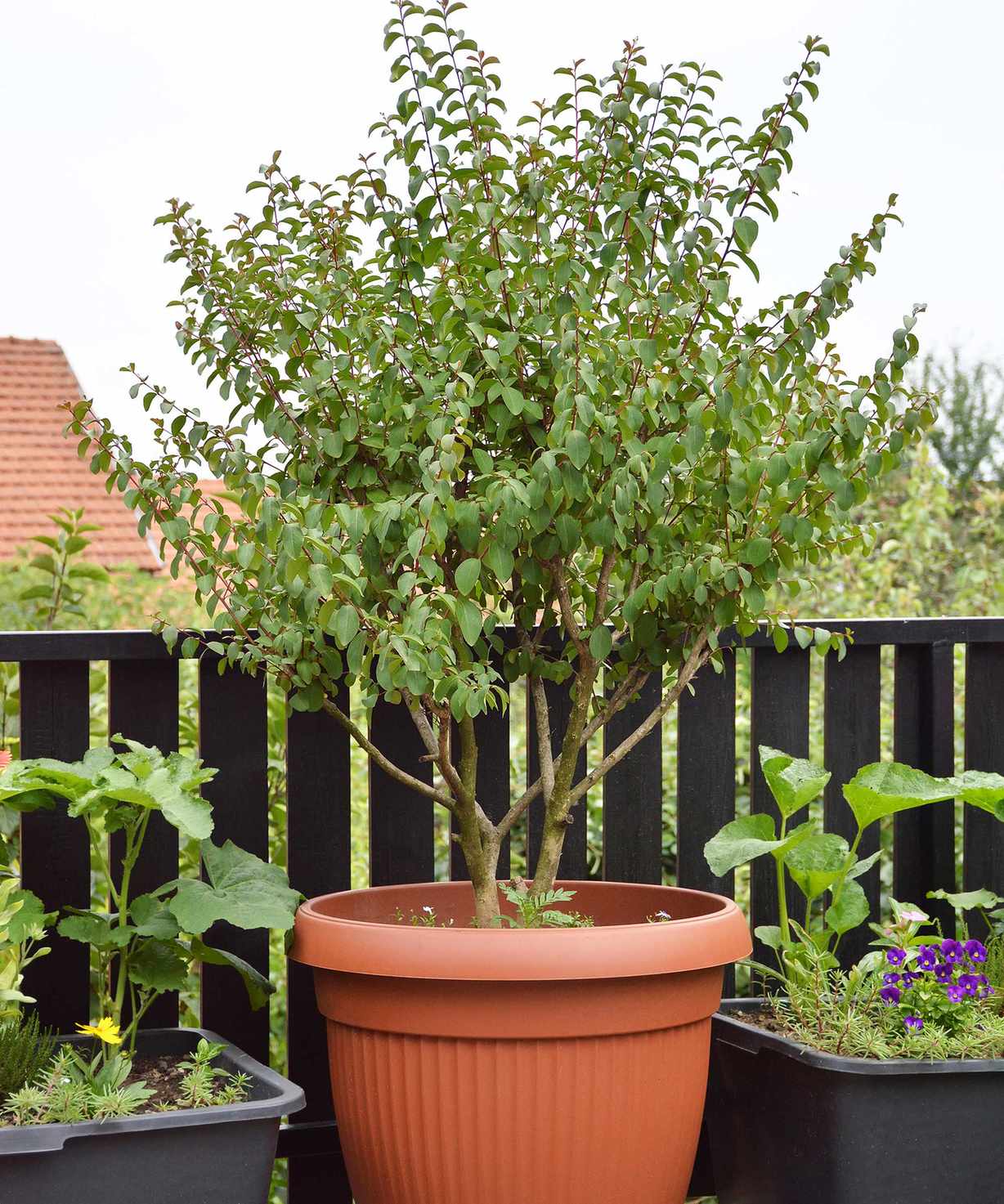 crepe myrtle in pot