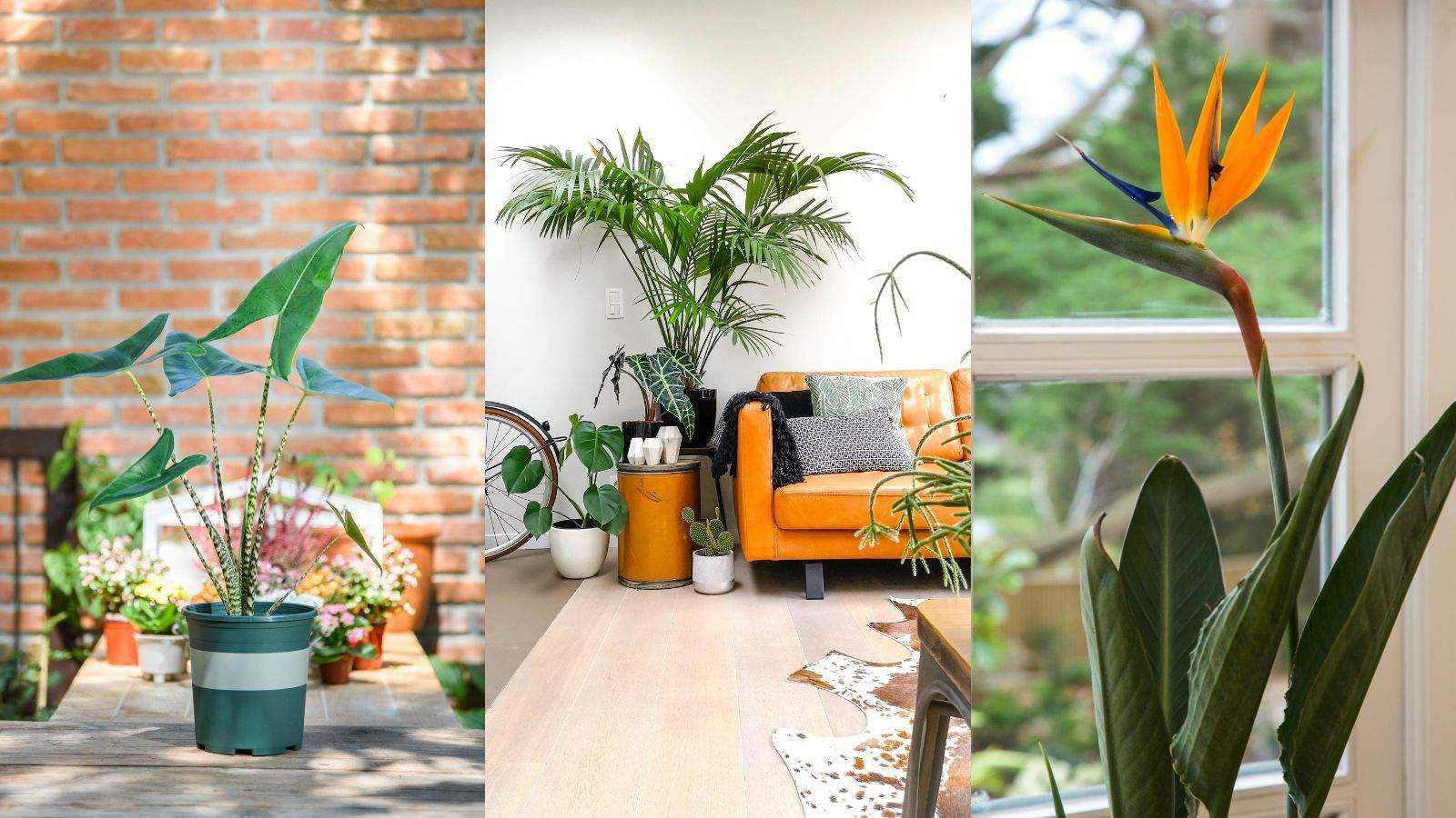 Tropical plants – 10 exotics that grow happily indoors