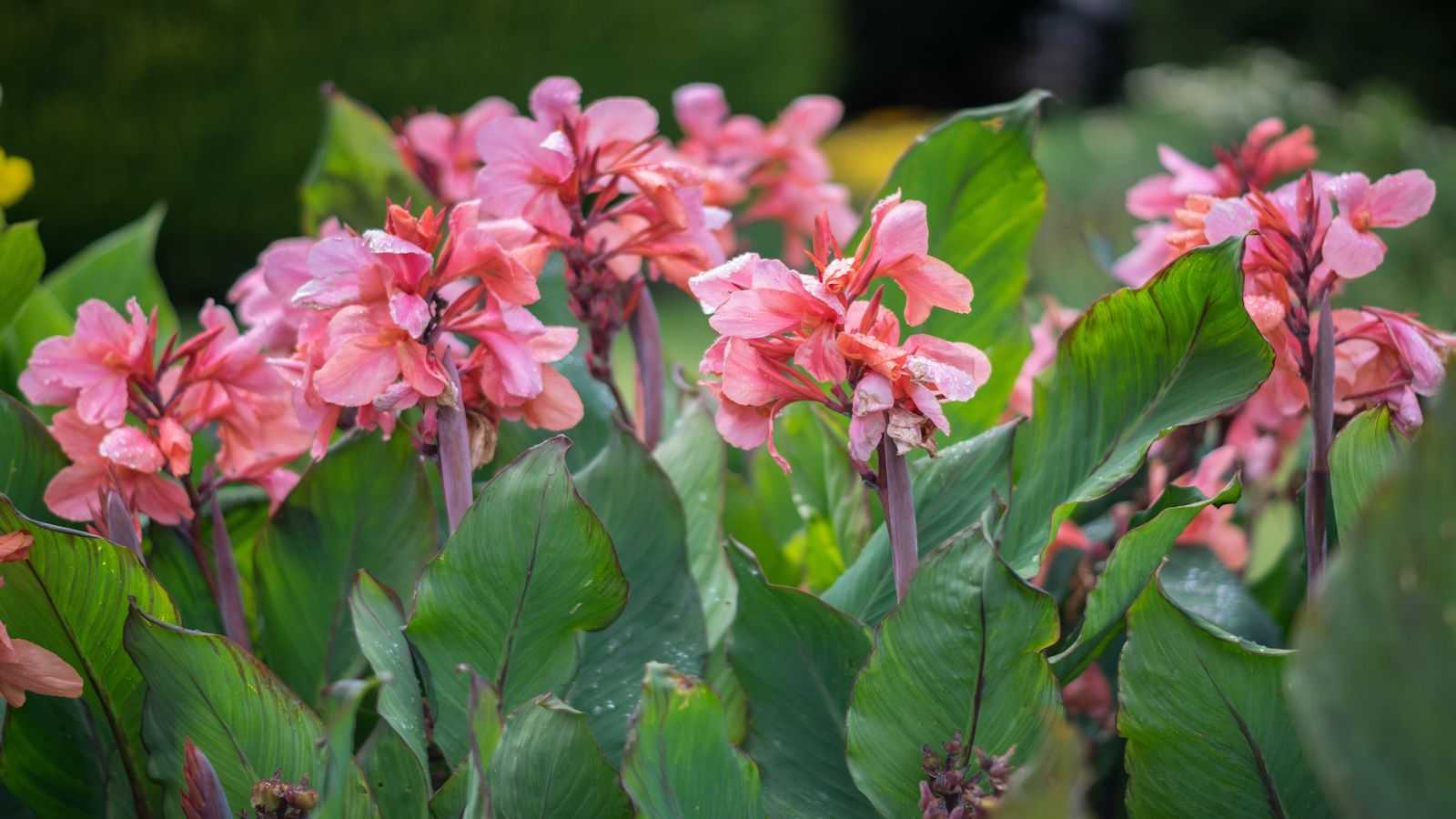 How to grow canna lilies – experts share their tips