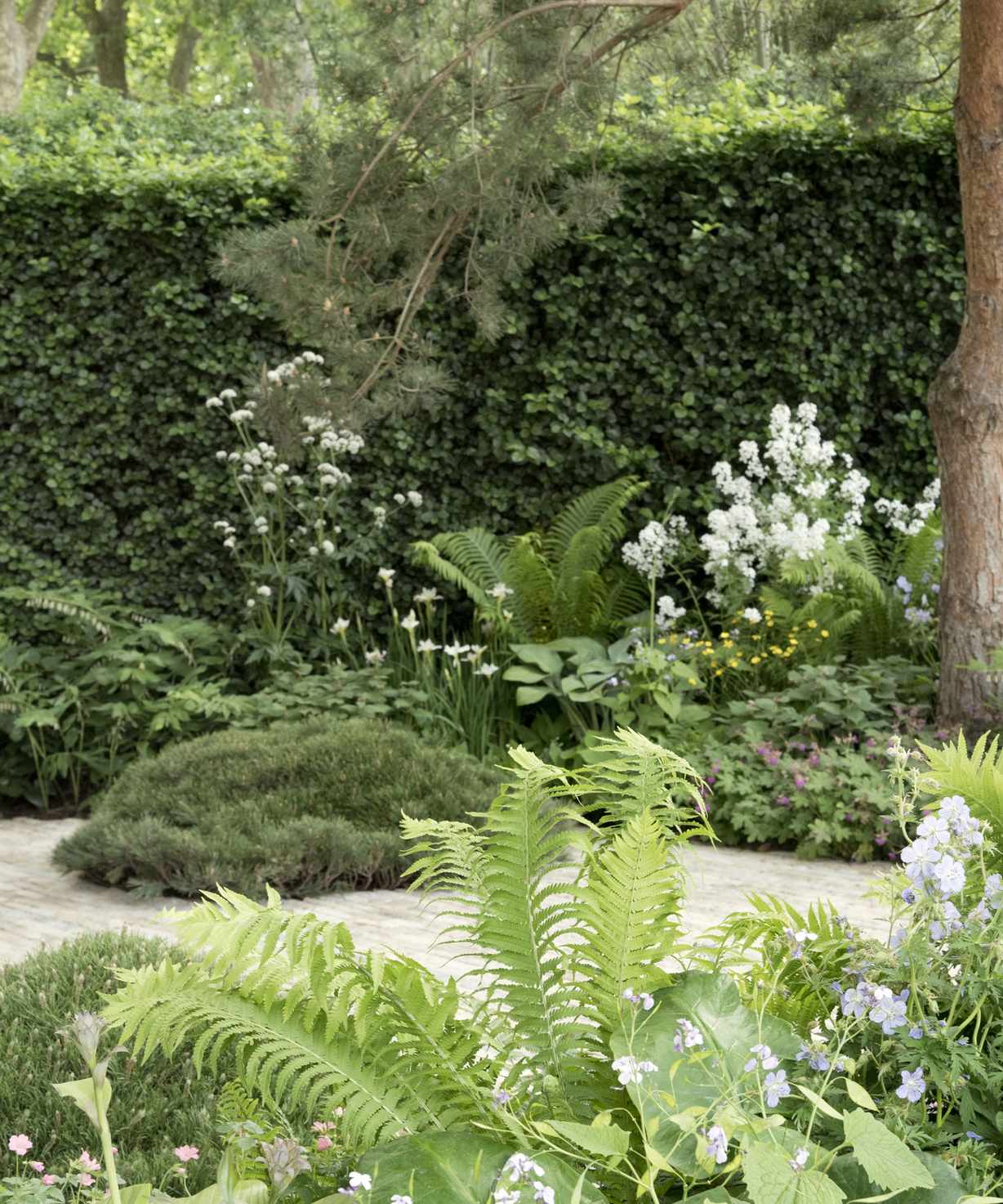hedge and other screening plants