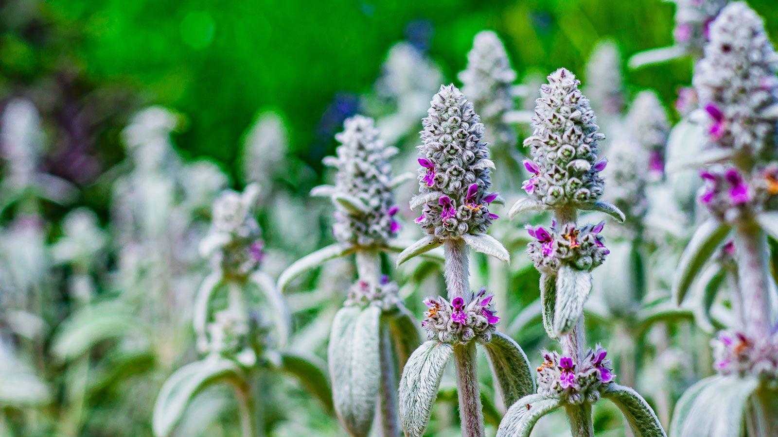 Lamb's ears care and growing guide – expert tips for these easy-care plants