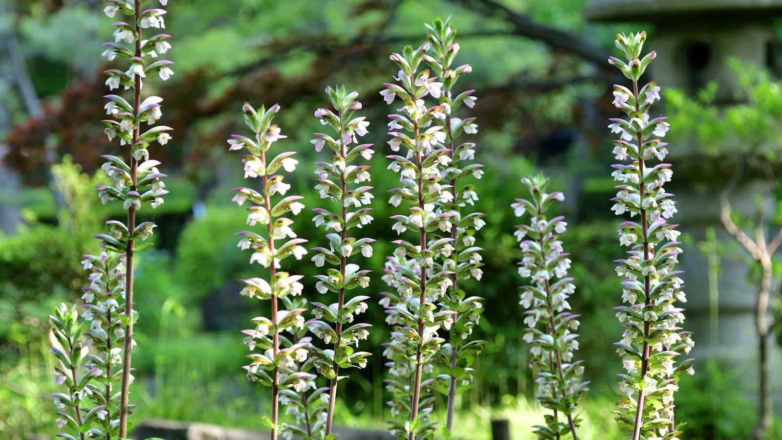 Invasive perennials to keep out of your garden – 5 species to avoid and what to grow instead