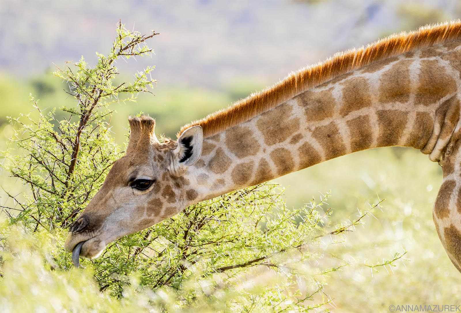 I Traveled 2 Months in Southern Africa—Here's How Much It Cost - Travel Like Anna