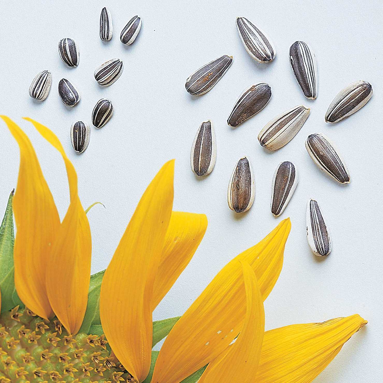 Super Snack Mix Sunflower Seeds