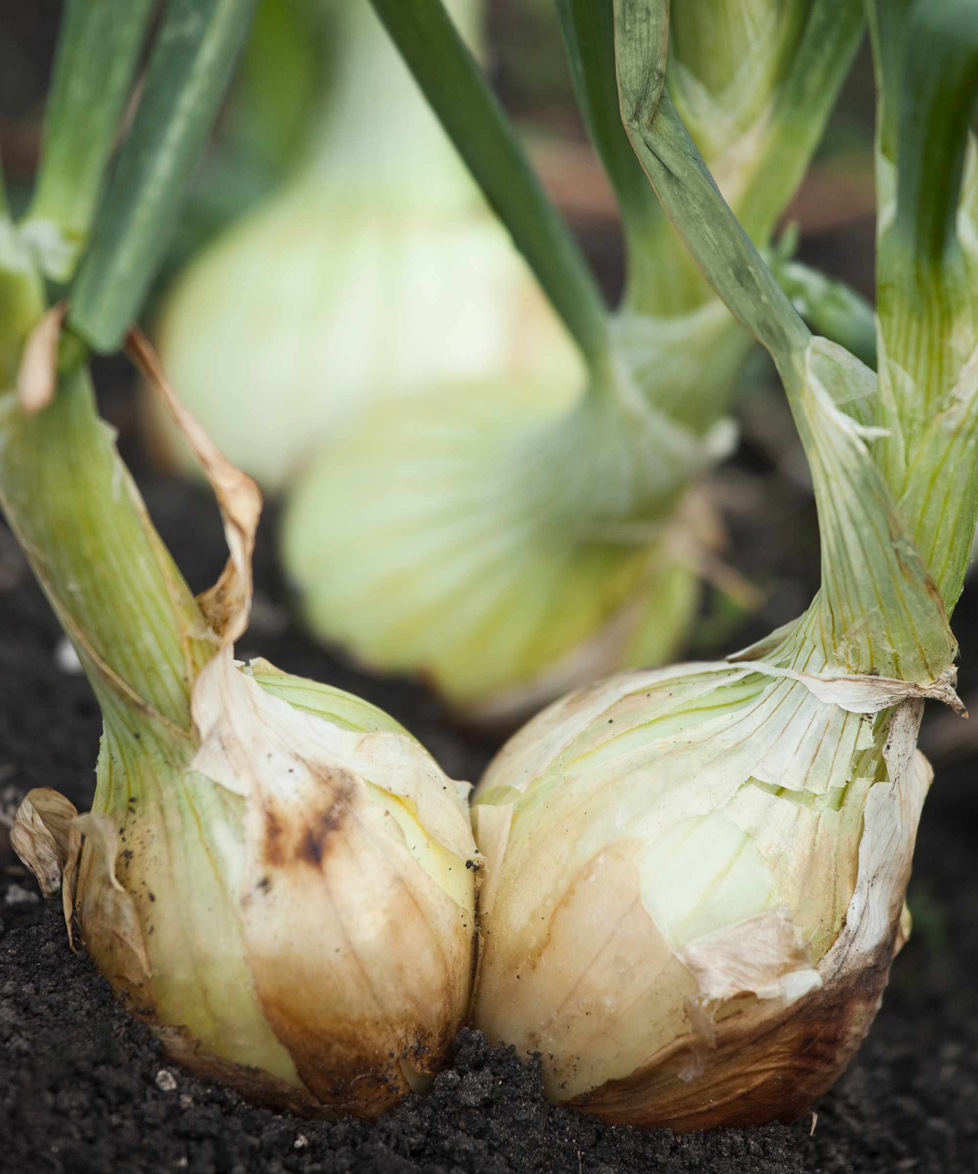 onions growing in soil