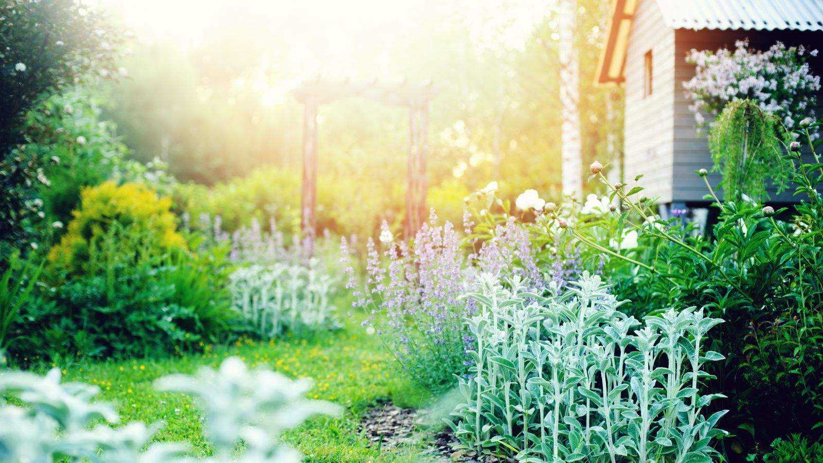 Best 6 plants with silver foliage – for a shimmering and drought-tolerant garden border