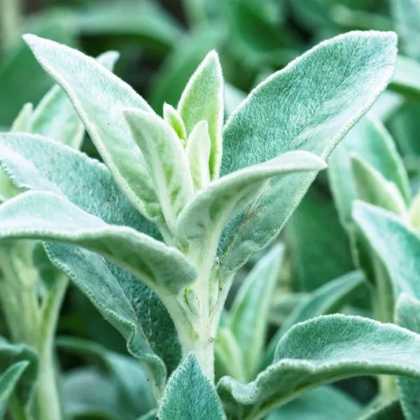 Lamb's ears plant with silver foliage