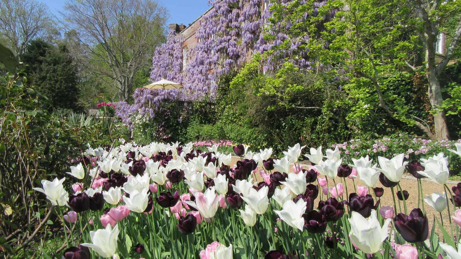 Best spring bulbs – 10 bulbs to grow, and when and how to plant them
