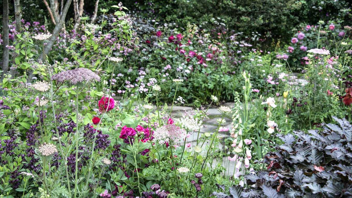 7 Flower Seeds to Sow in February for Early Blooms This Season