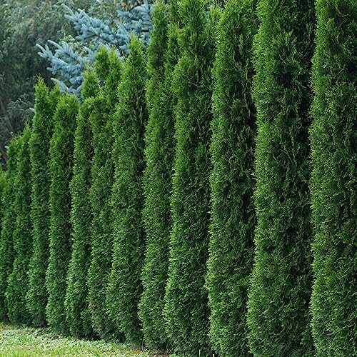 Kviter 50 Thuja Tree Seeds (arborvitae/thuja Occidentalis), American Arborvitae Tree Seeds - Fast-Growing Landscaping Plants Seeds- Organic Evergreen Privacy Trees for Outdoor Garden &amp; Yards