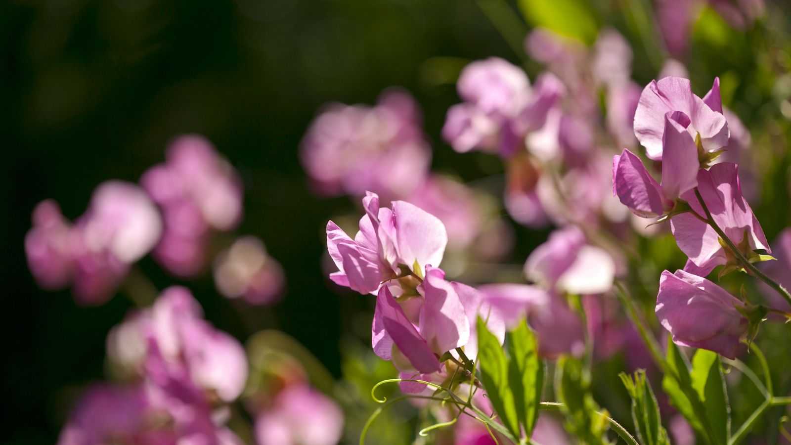How to fertilize sweet peas to enjoy more fragrant flowers than ever before this summer – what I have learned as a professional gardener