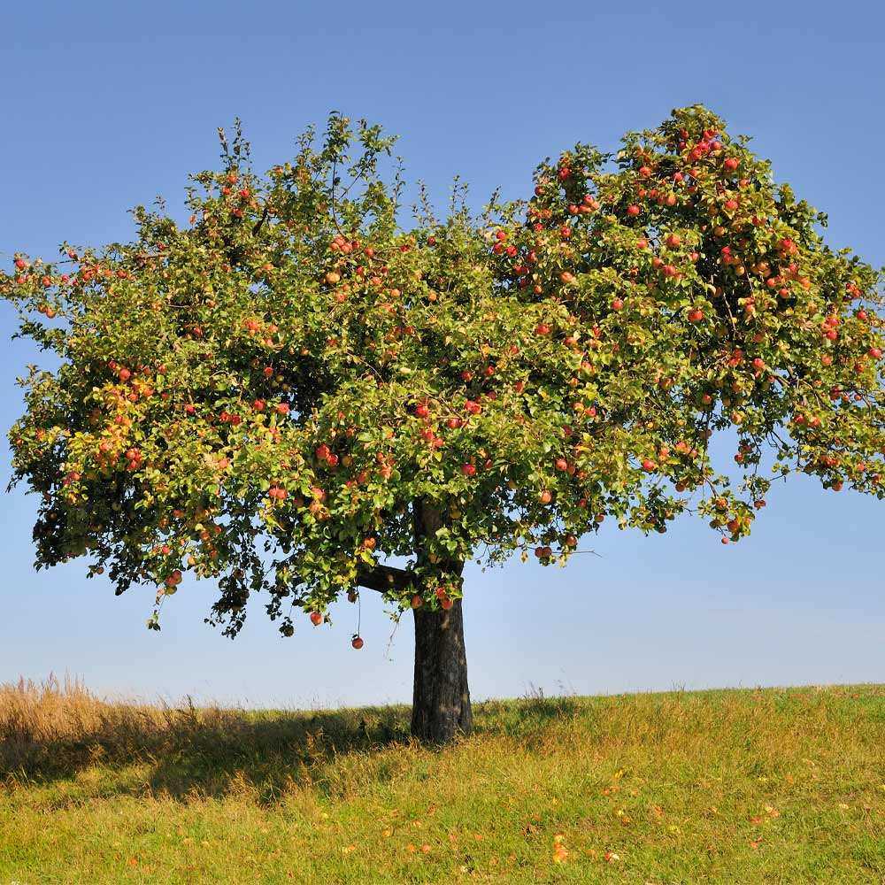Honeycrisp&trade; Apple Tree