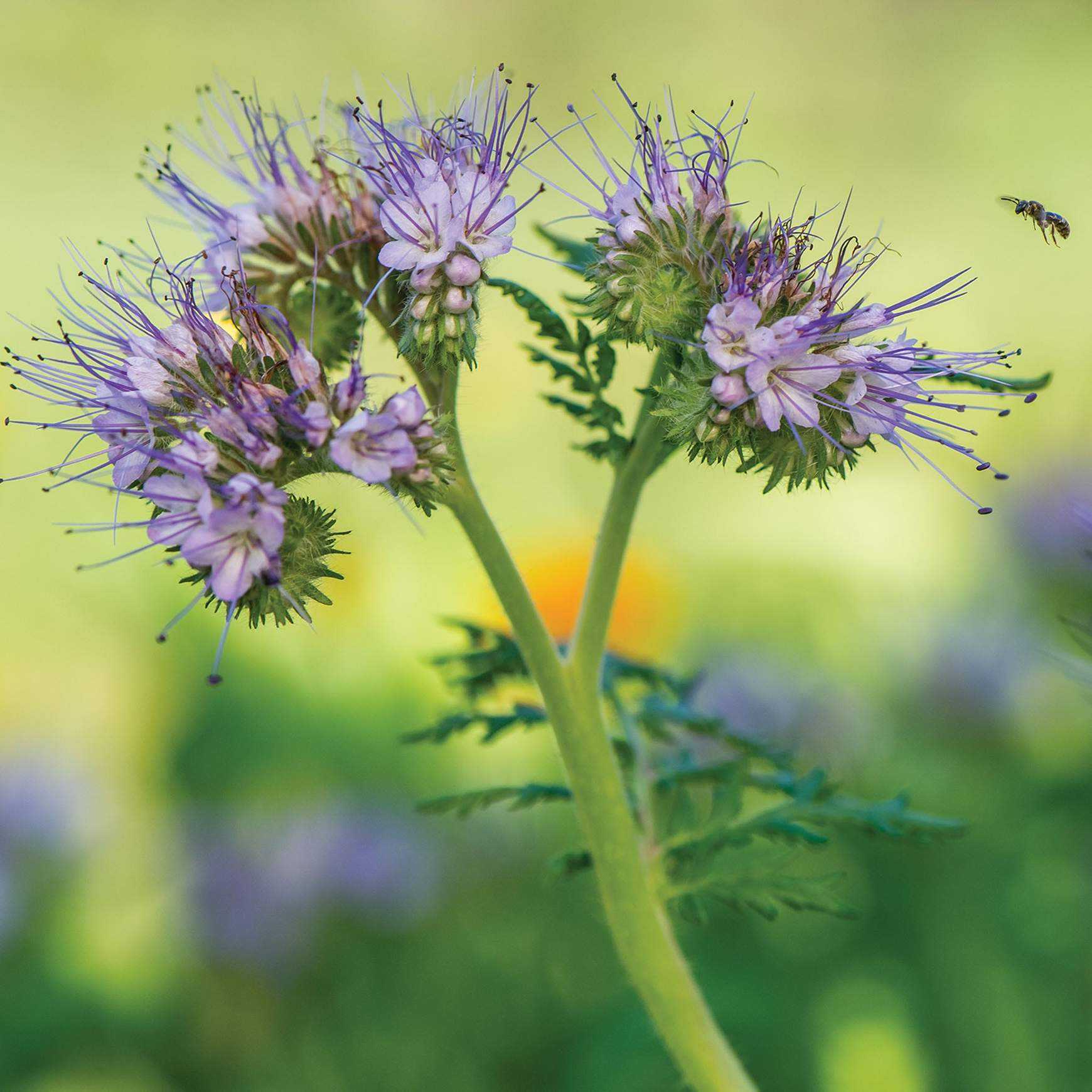 Blue Tansy Phacelia Tanacetifolia Seeds