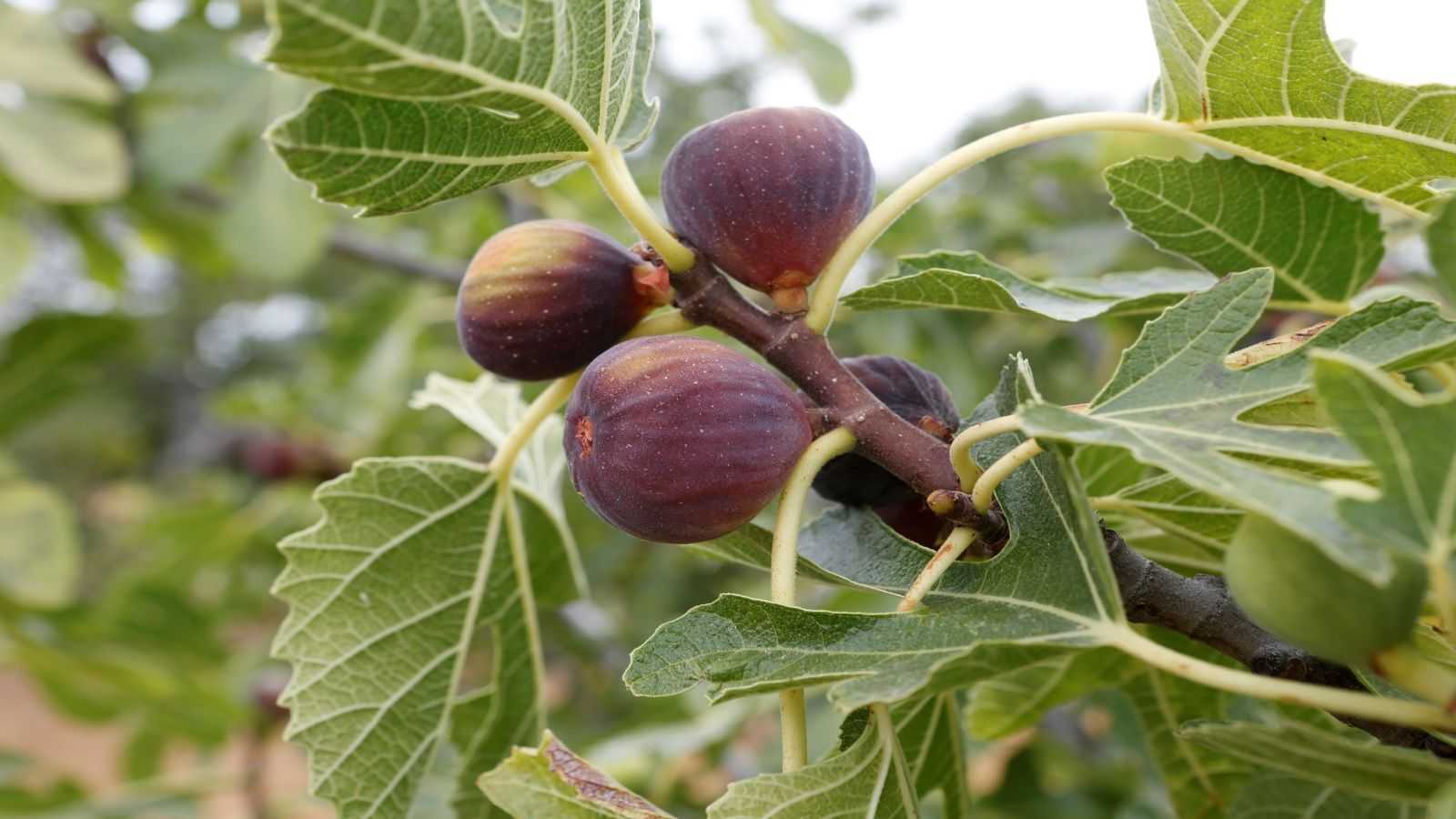 How to winterize fig trees – to keep them safe until spring