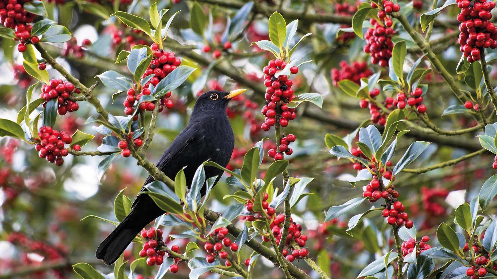 Trees with red berries – our favorite berry trees for color and interest