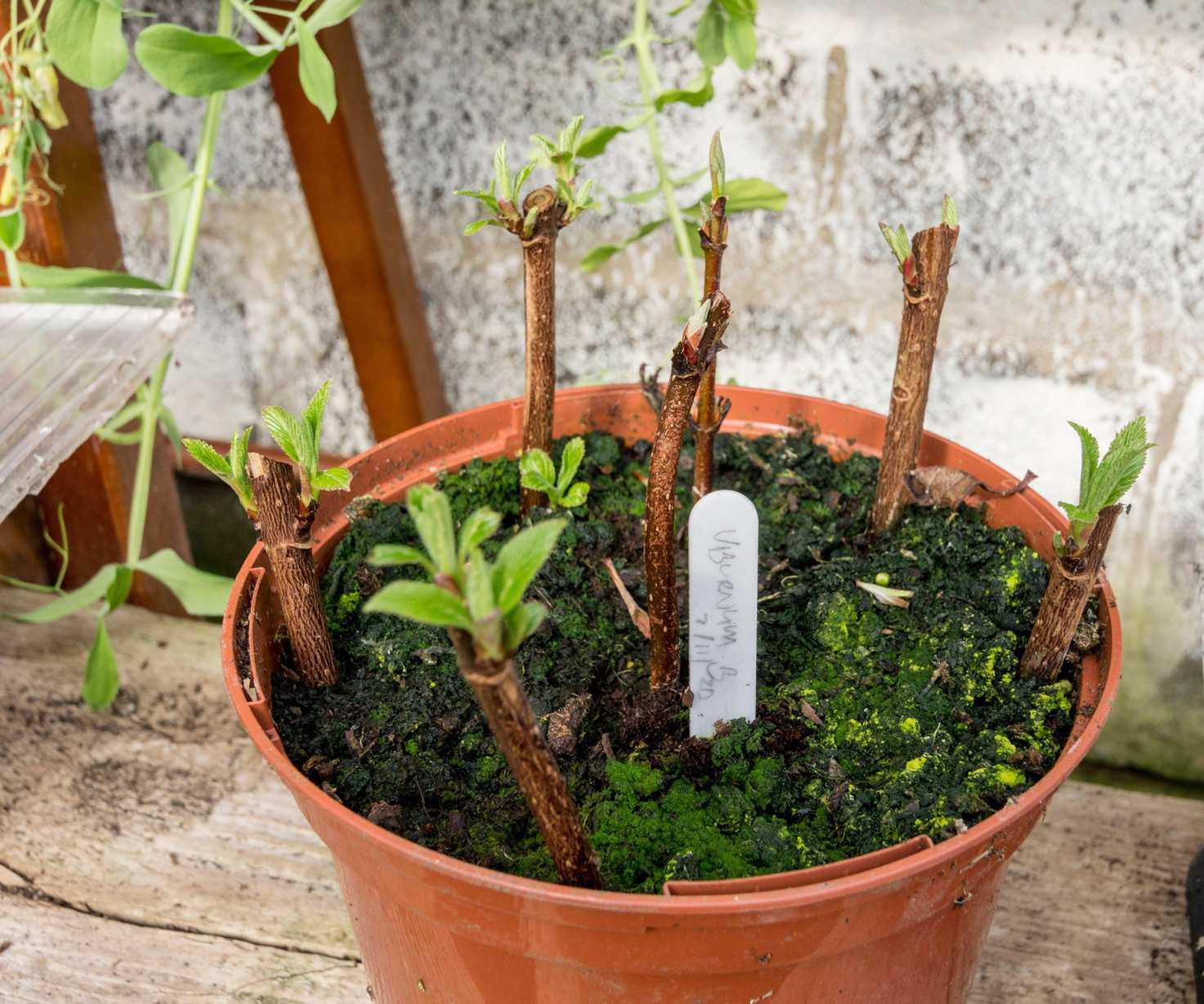 elder hardwood cuttings being taken in early spring