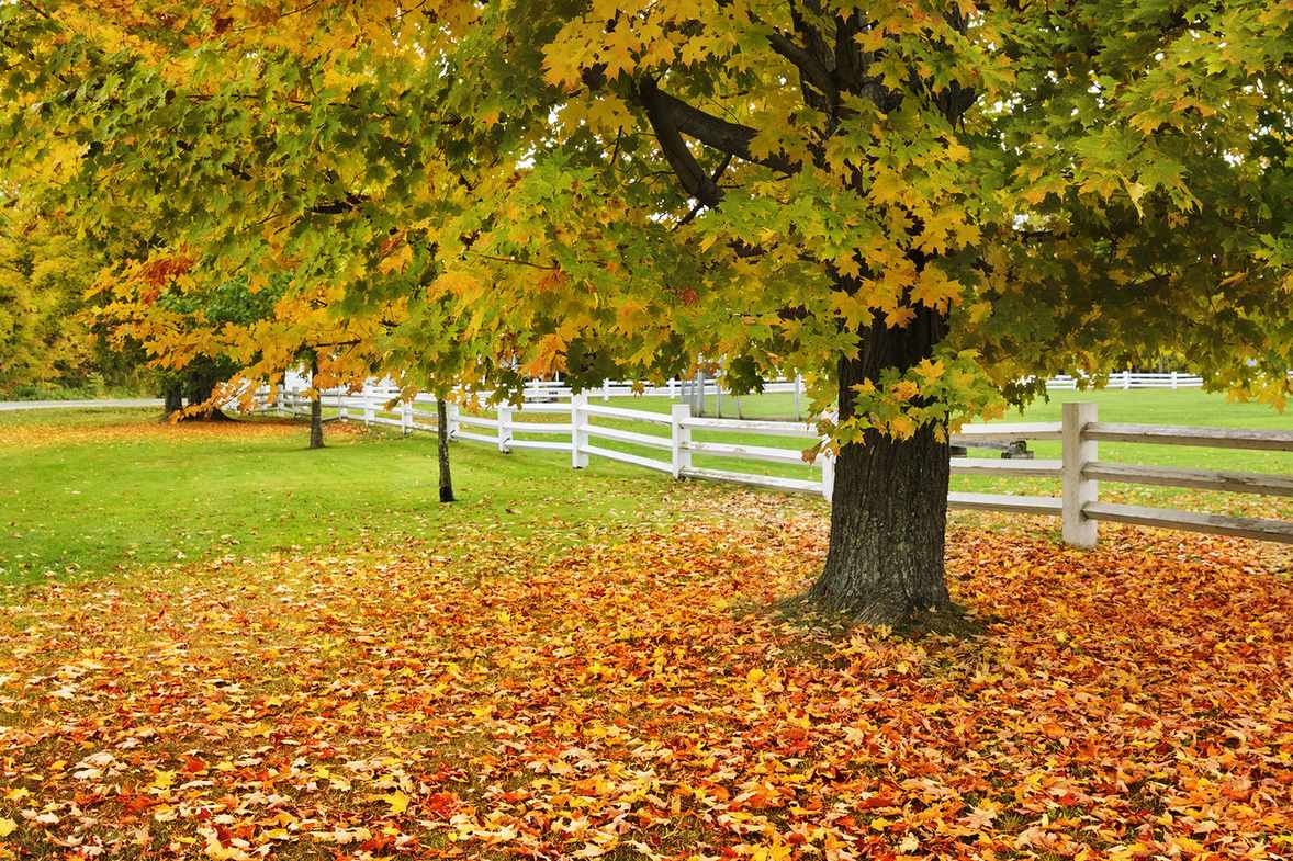 Sugar maple trees in fall
