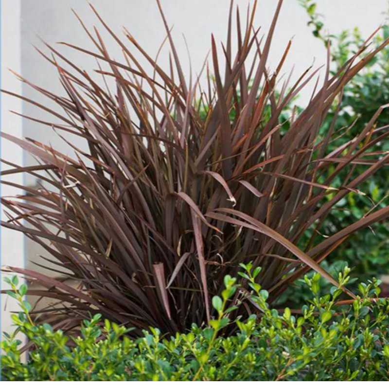 Nature Hills New Zealand Flax