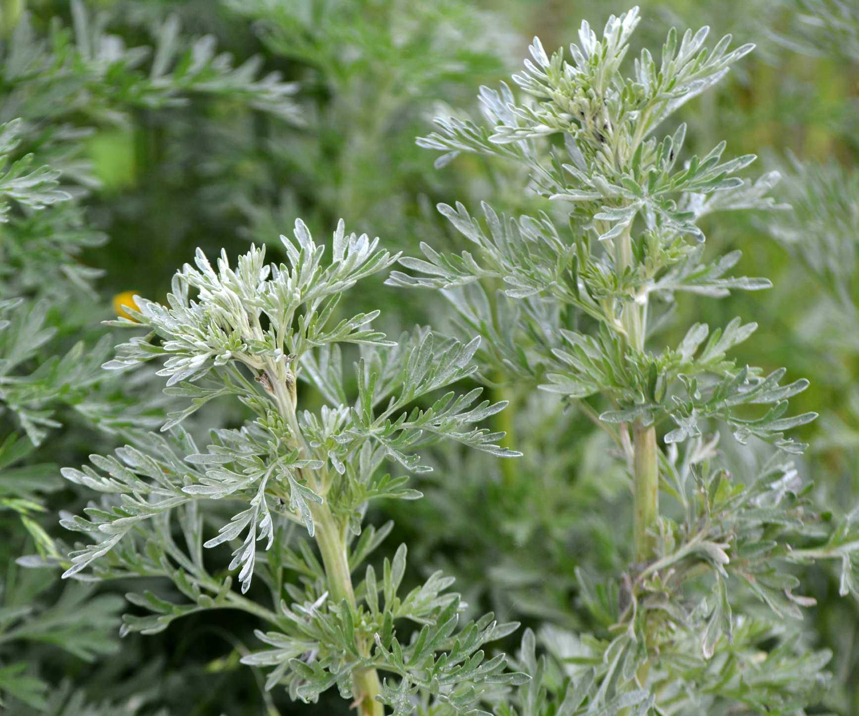 Silver-green foliage of an artemisia plant in a garden border