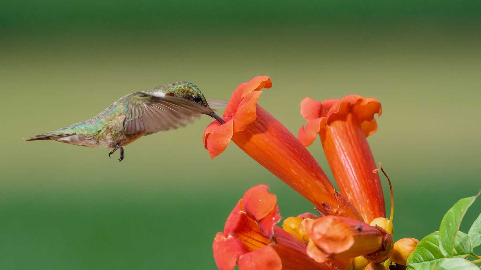 Growing This Climber in Pots Will Make Hummingbirds Flock to its Nectar-Rich Flowers – And it's Perfect for Smaller Spaces