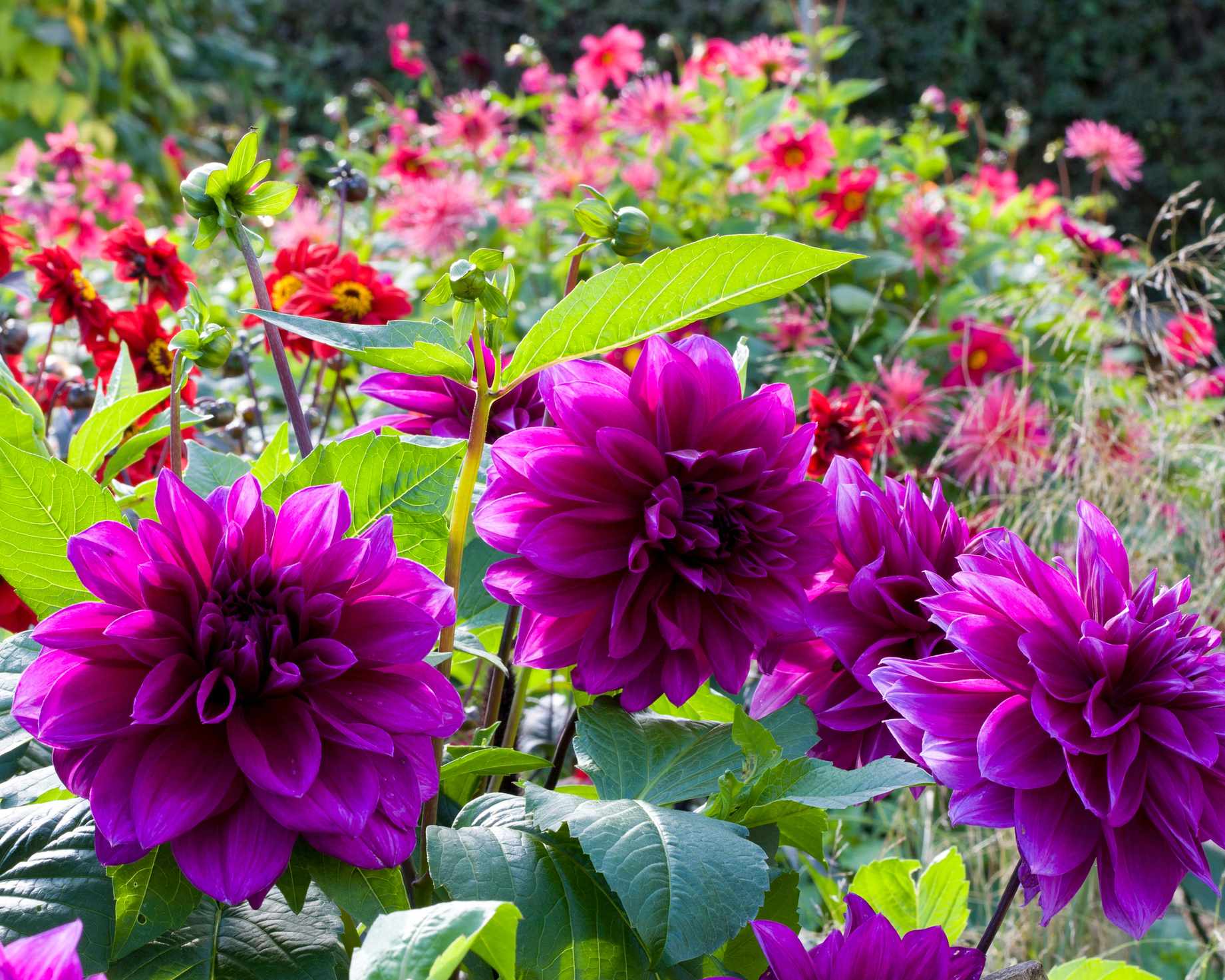 Dahlia &lsquo;Thomas Edison&rsquo;