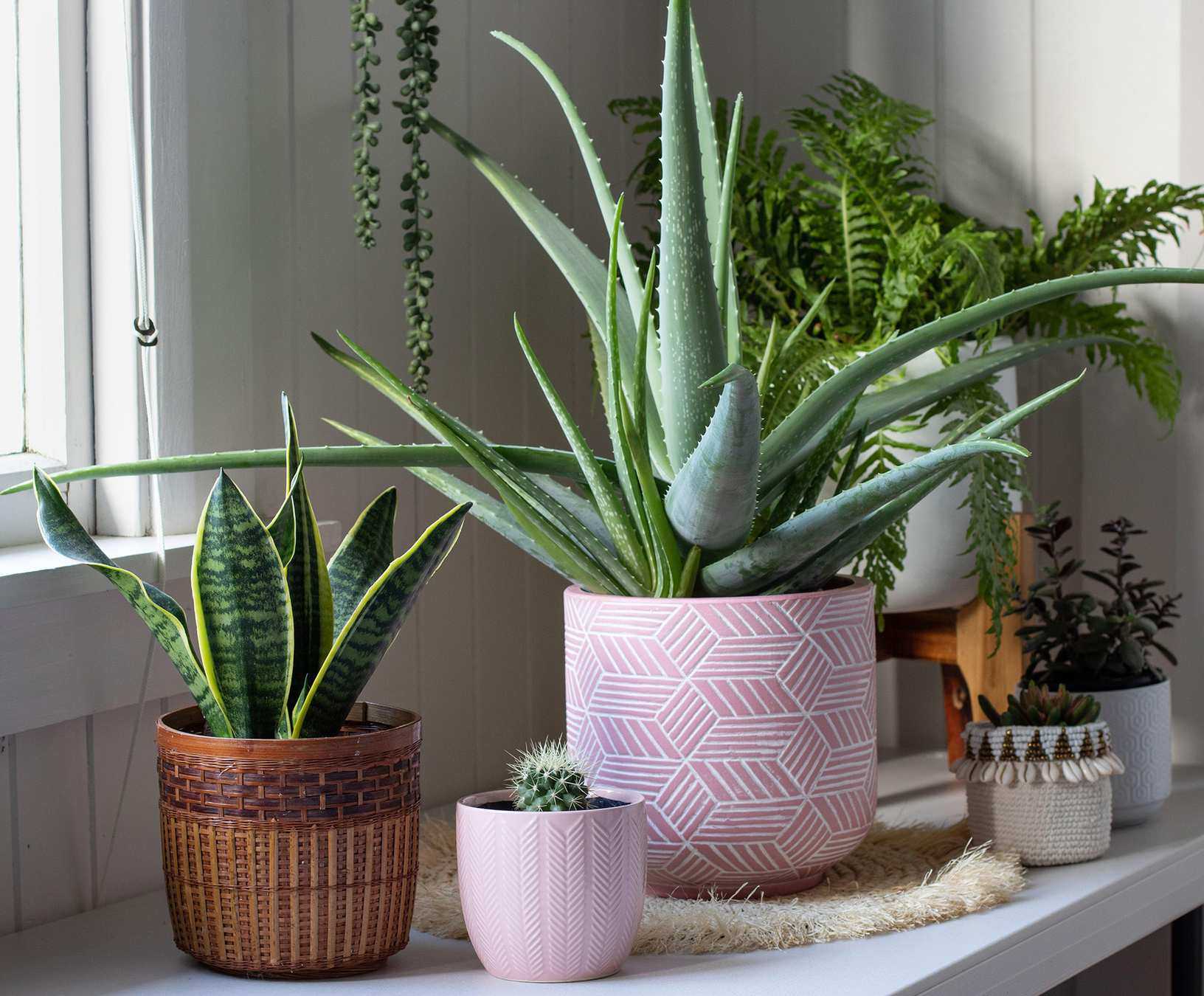 aloe vera and Dracaena trifasciata grouped with other houseplants