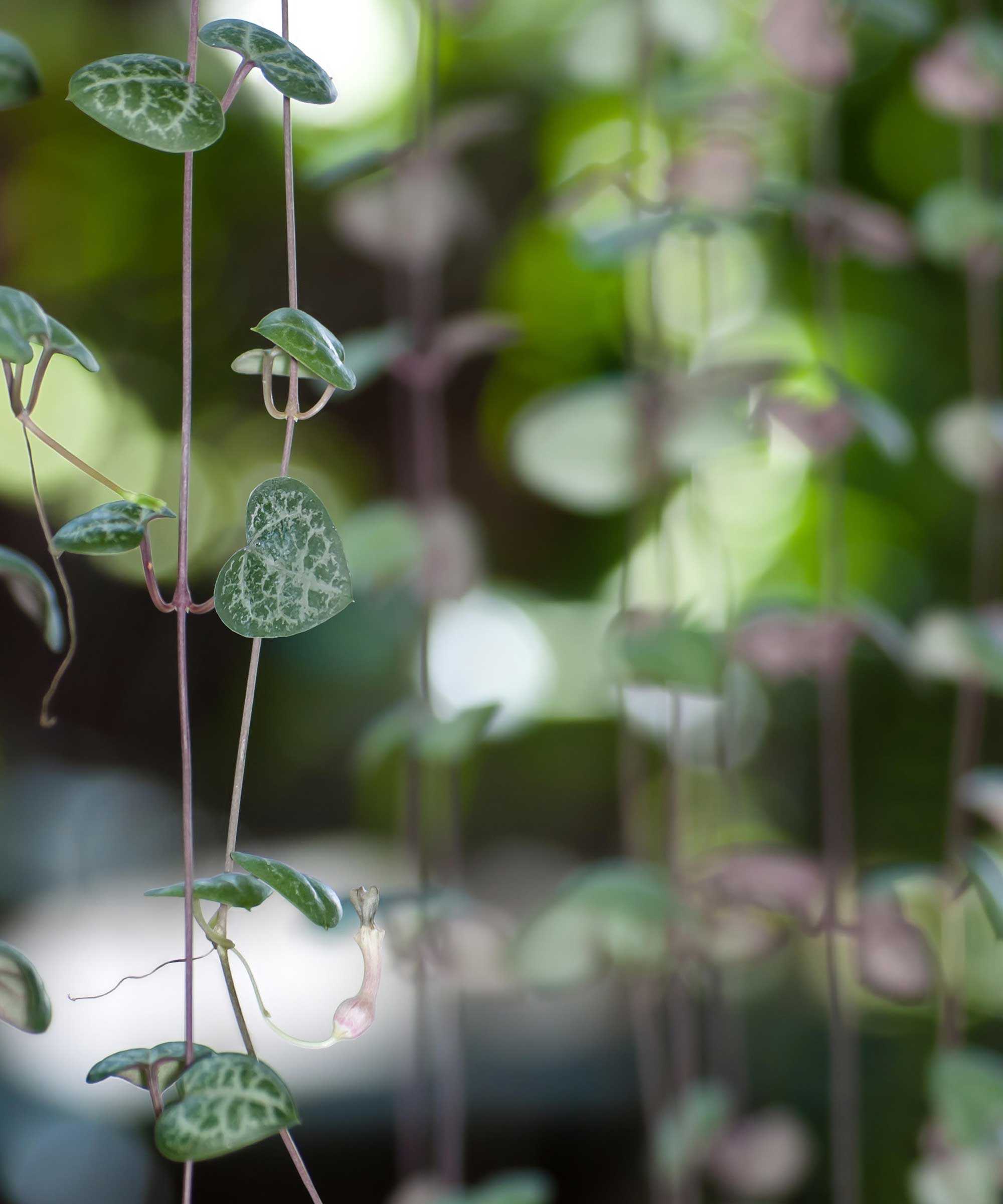 string of hearts leaves