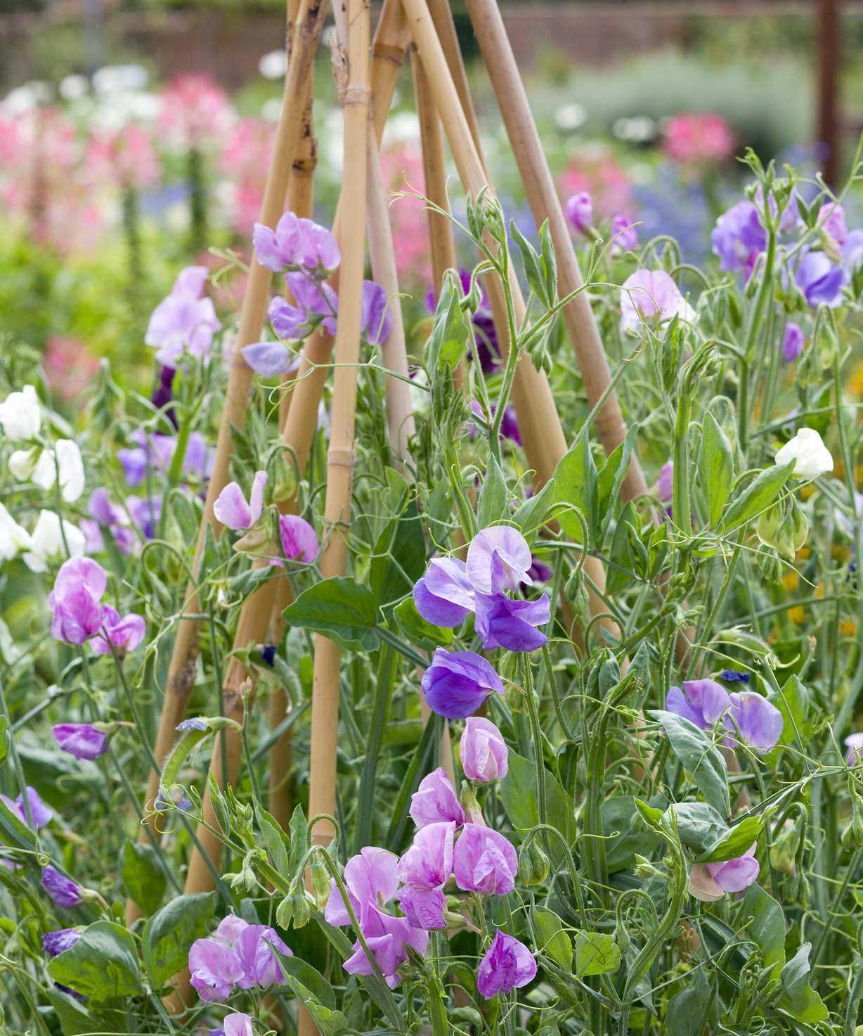 How to grow sweet peas