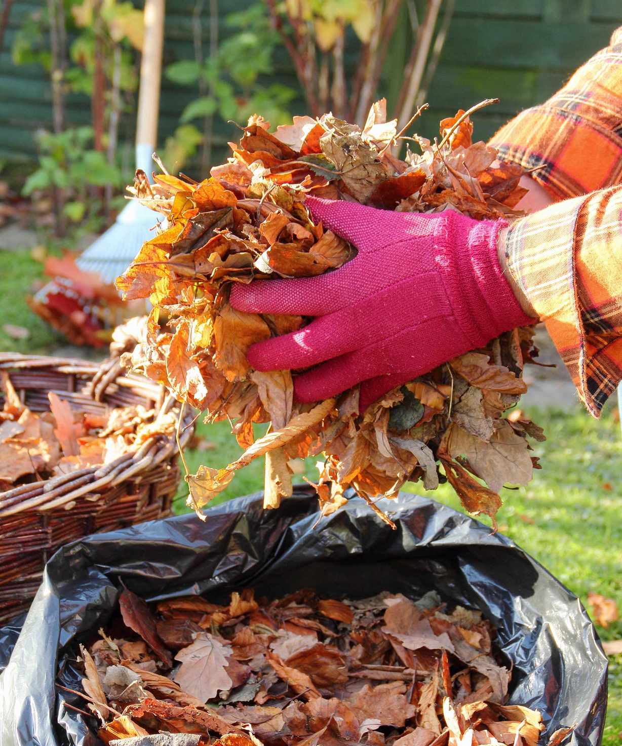 making leaf mold